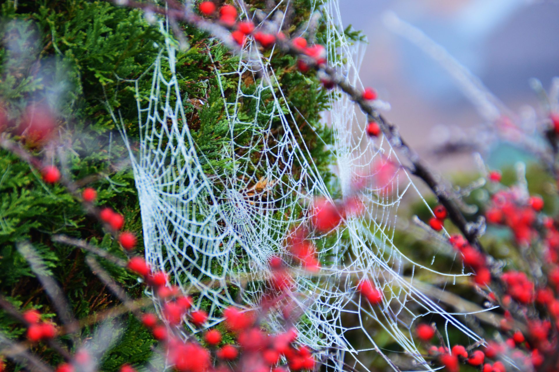 Teias de aranha para decorar árvores de Natal na Ucrânia