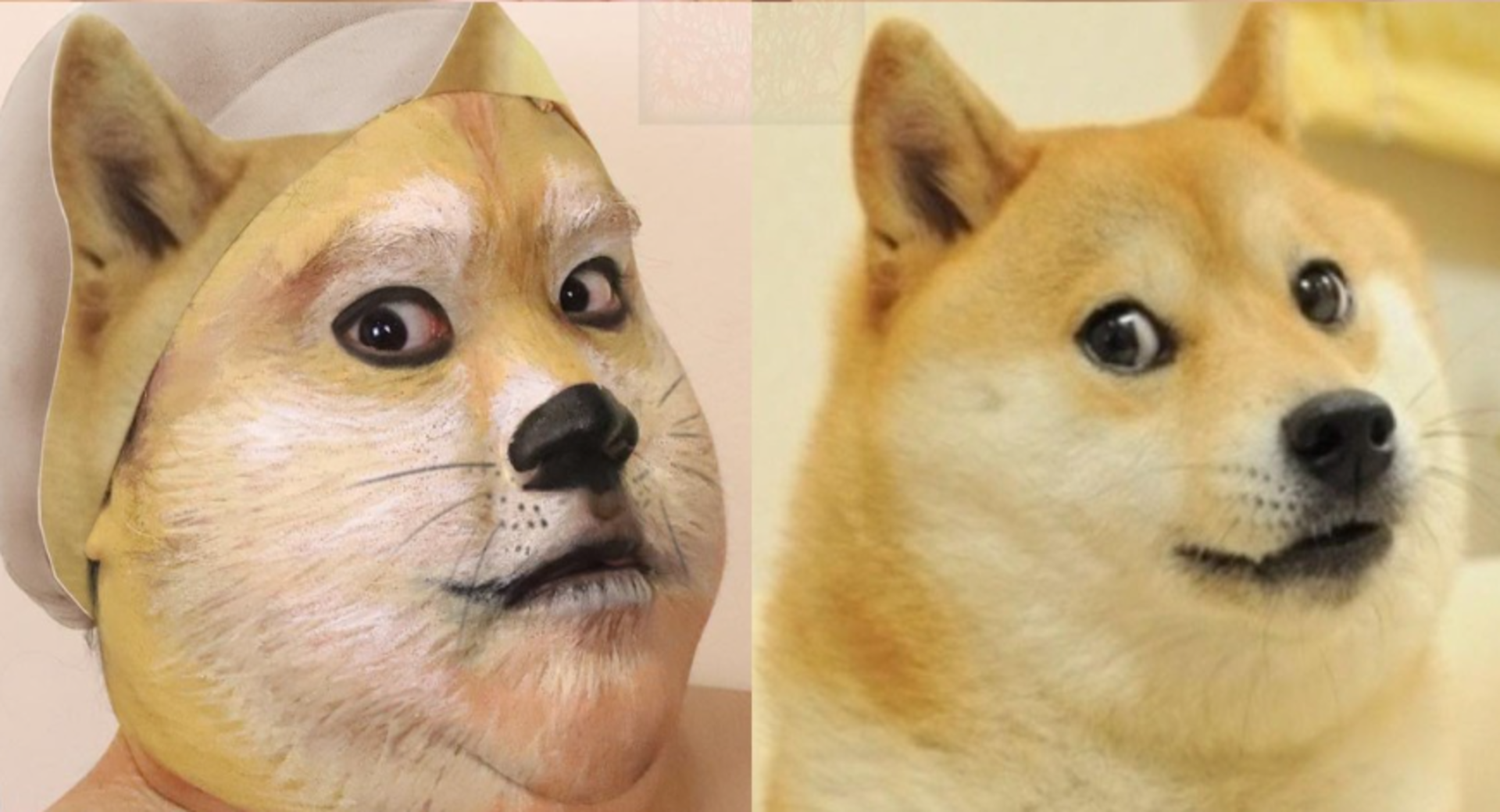 Shiba Inu