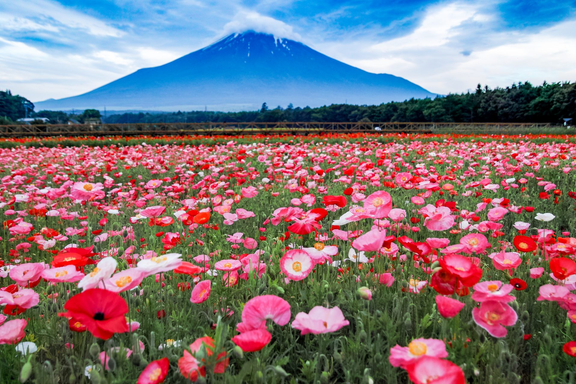 花の都公園