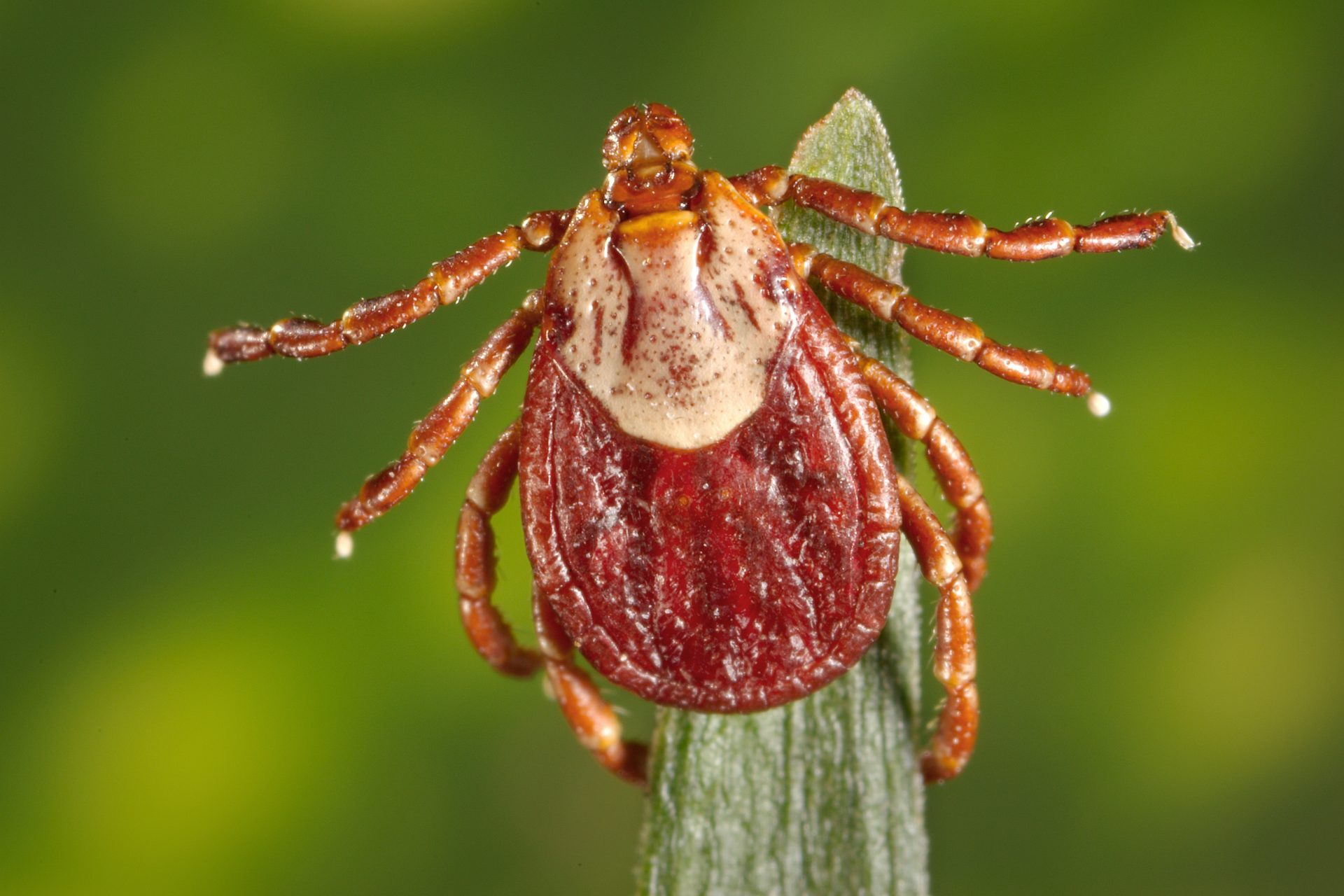 Ticks: The parasite lurking in your backyard