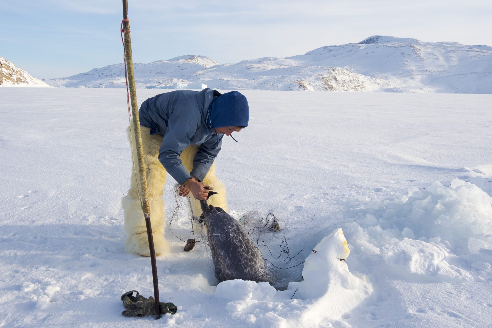 La chasse aux phoques