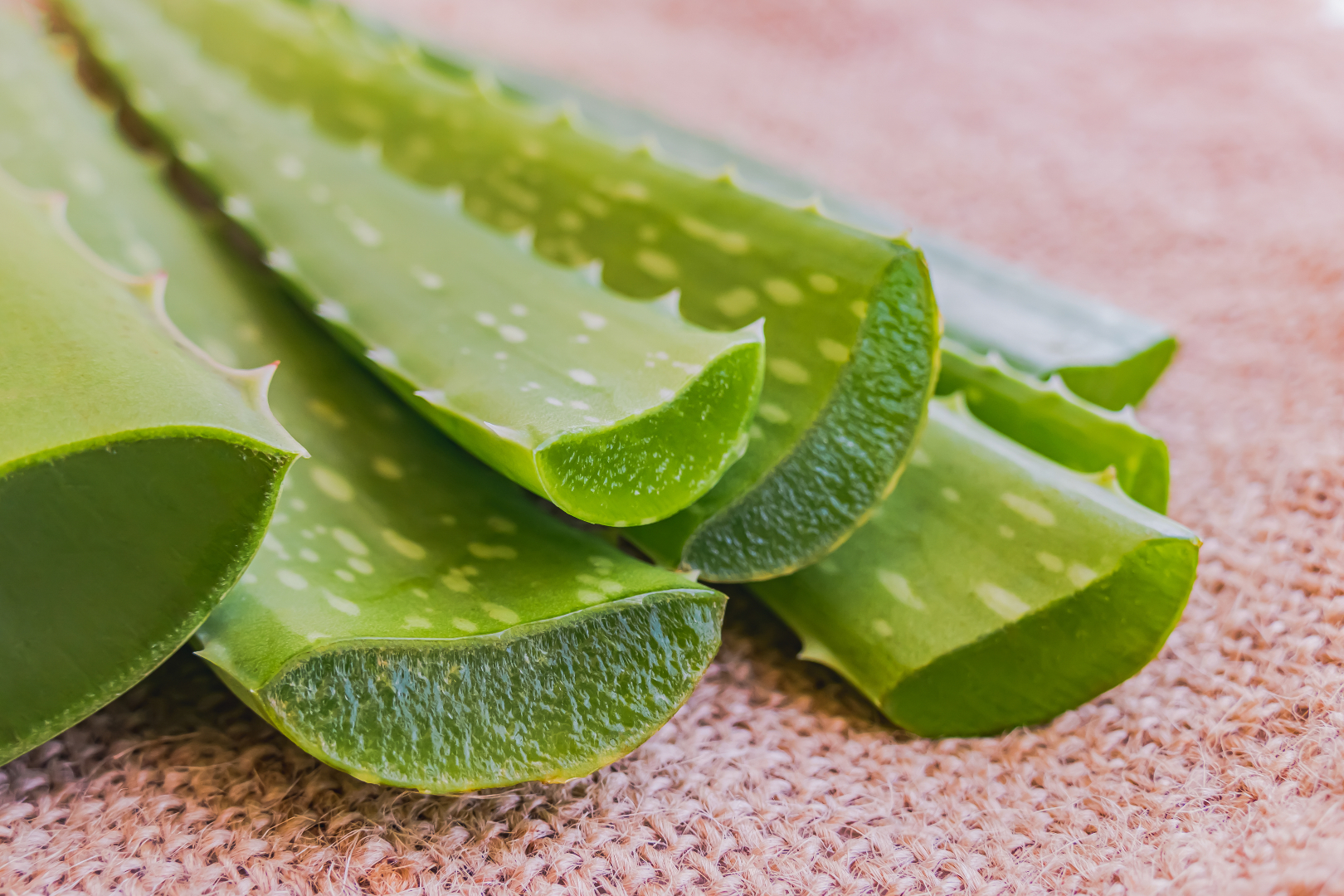 6. Aloe vera