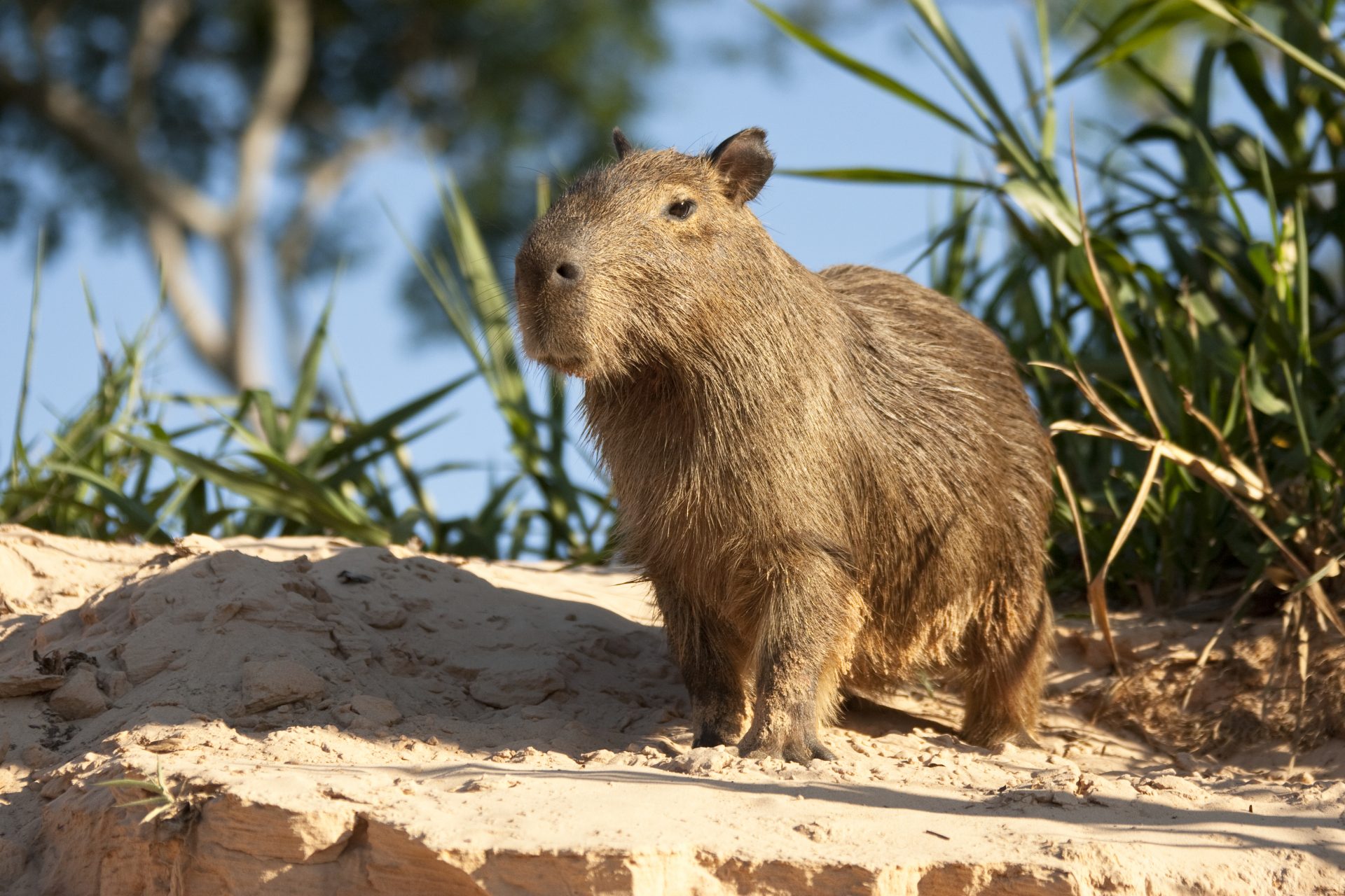 The capybara, an adorable animal going viral on social media