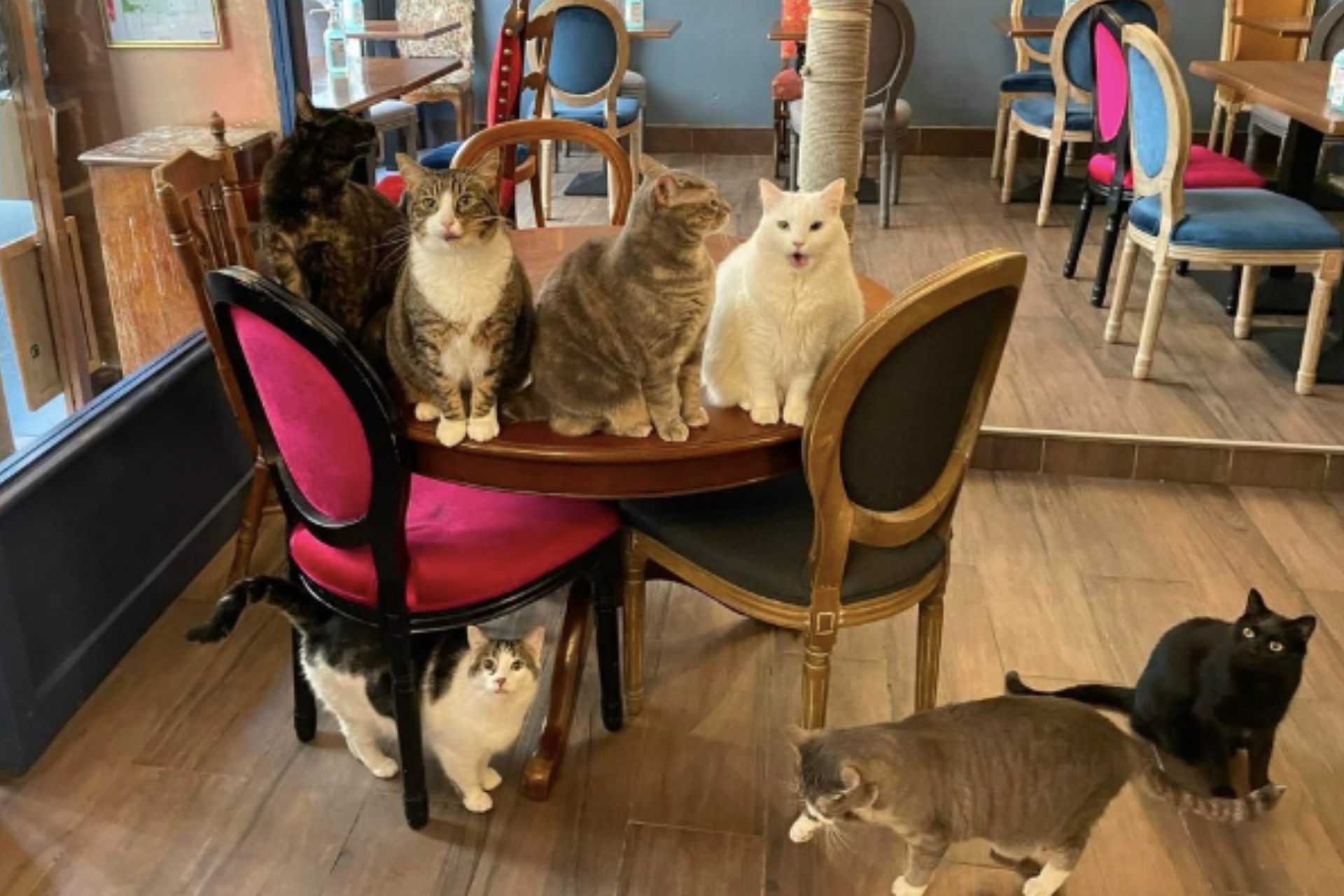 Le Café des Chats