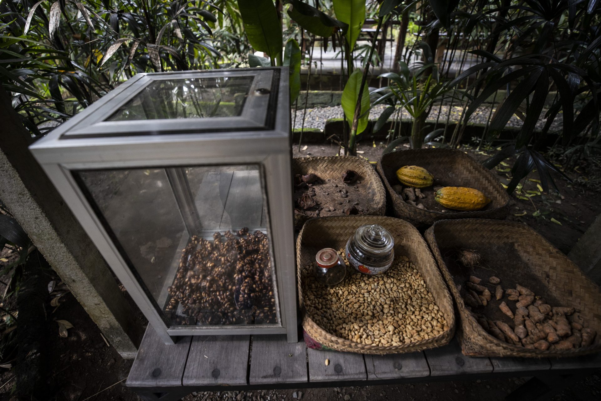 Kopi Luwak Kaffee aus Indonesien