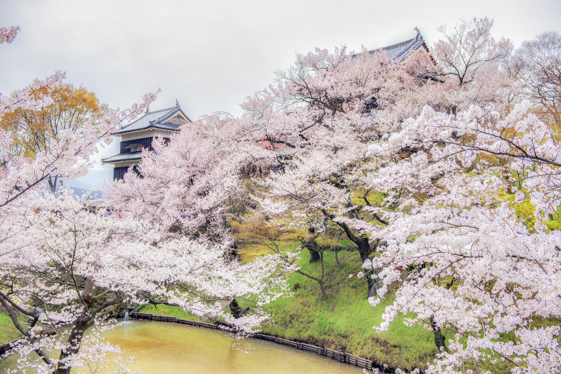 『八重の桜』