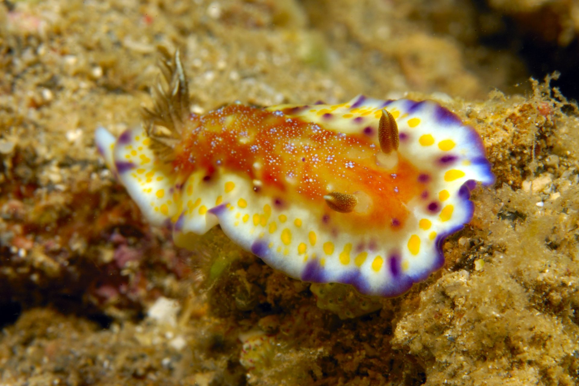 Red-spotted sea slug (Collingwood's chromodoris)