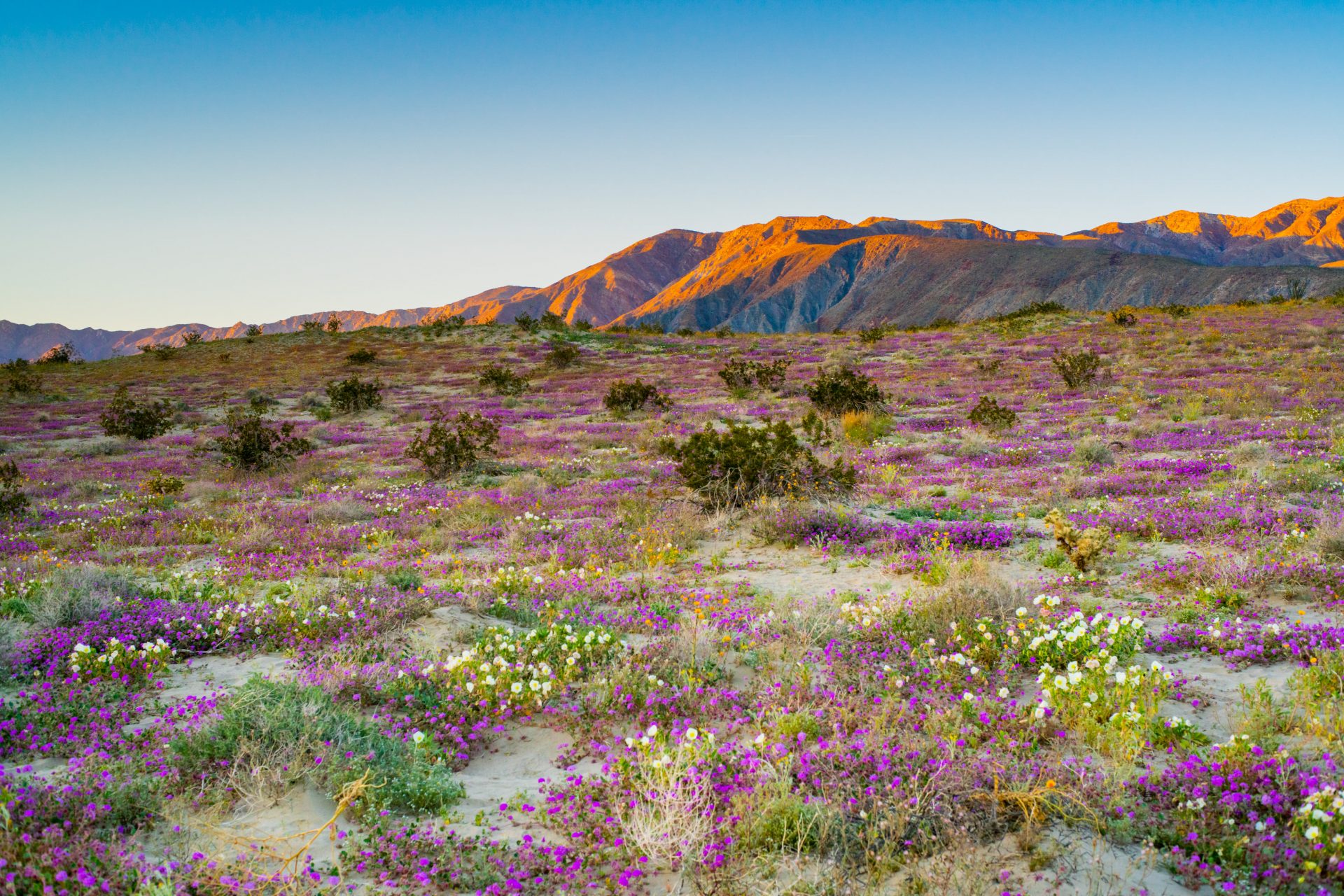 Wildflowers in California's superbloom