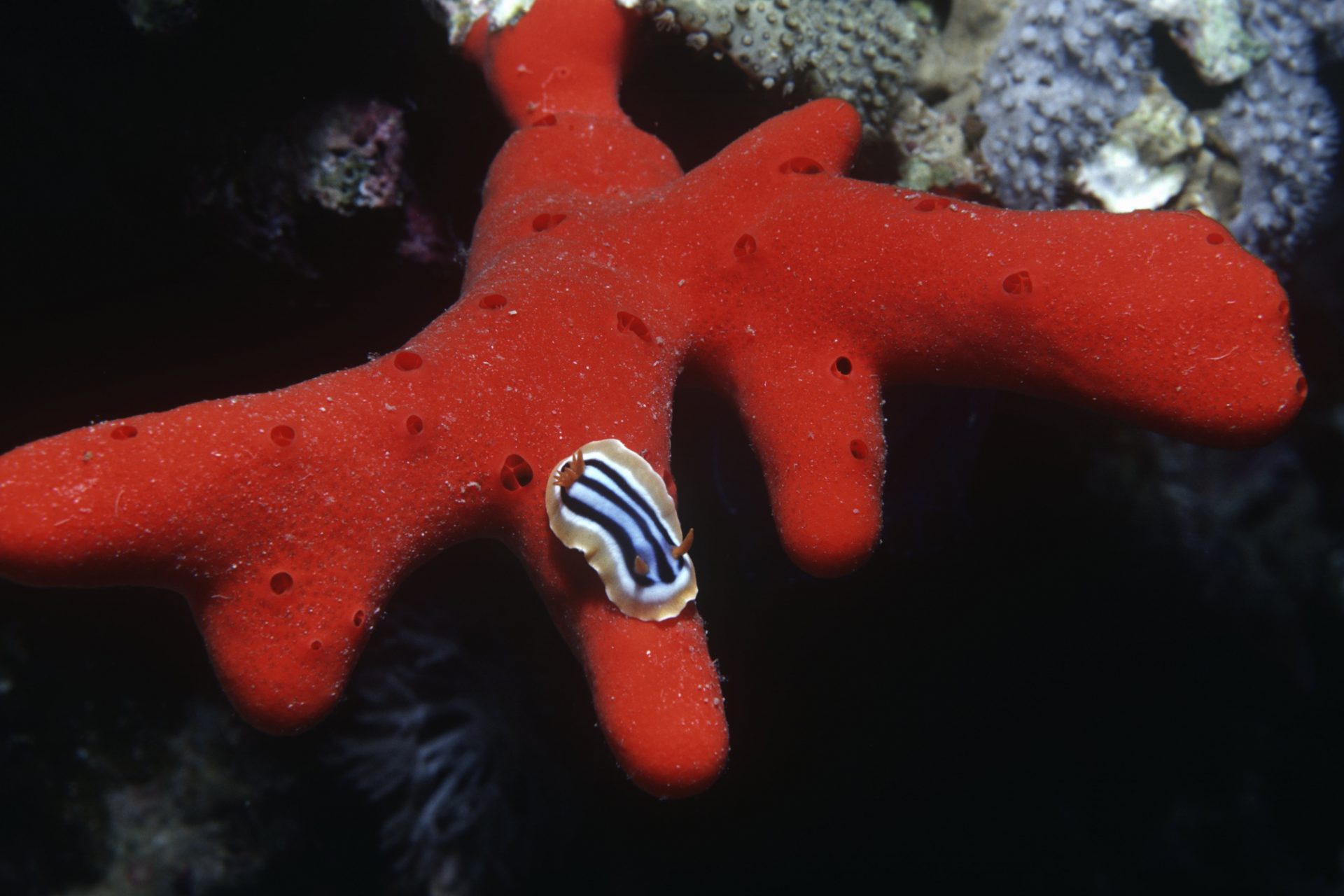 Pajama slug (Chromodoris quadricolor)