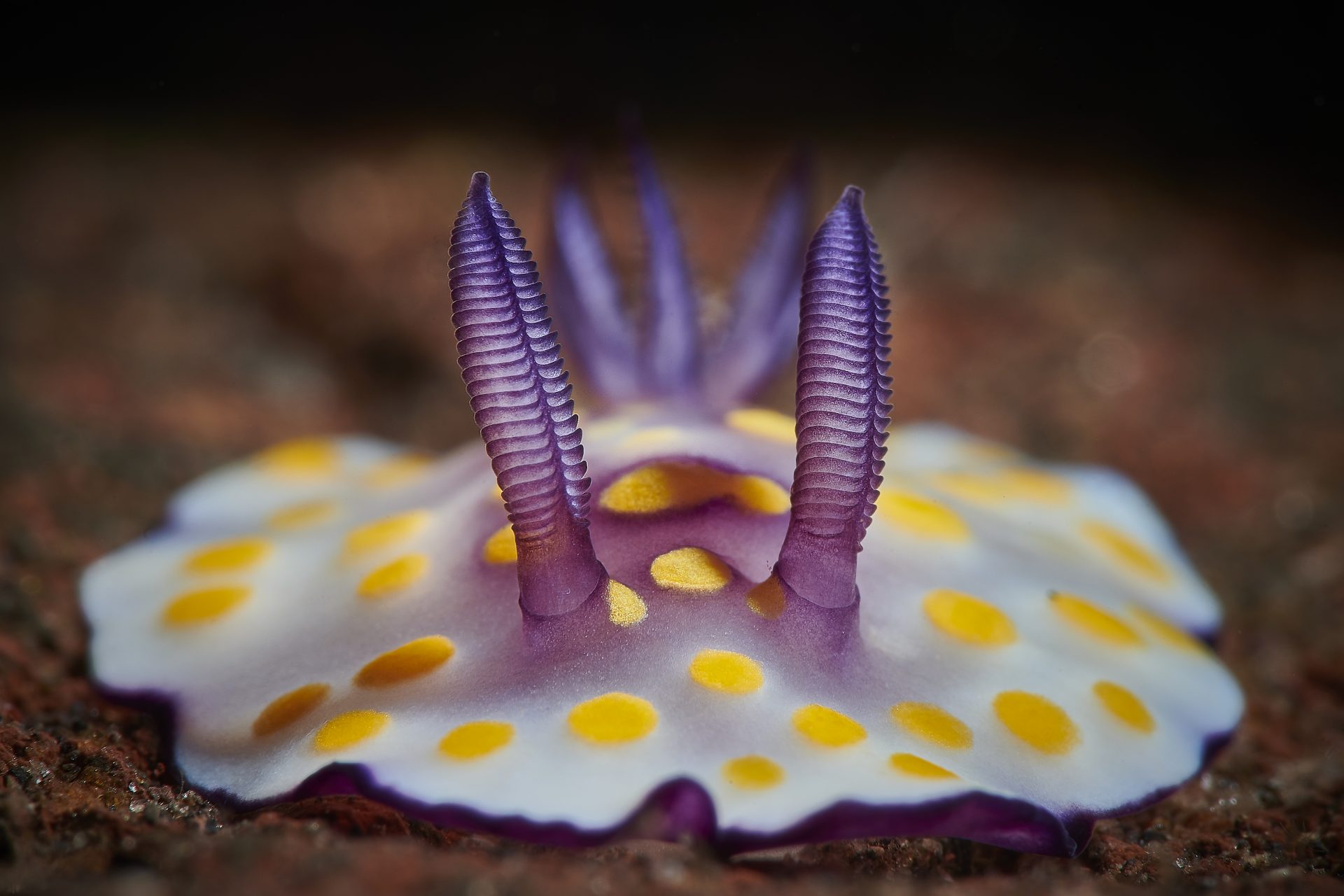 Stunning, otherworldly sea slugs of all colors