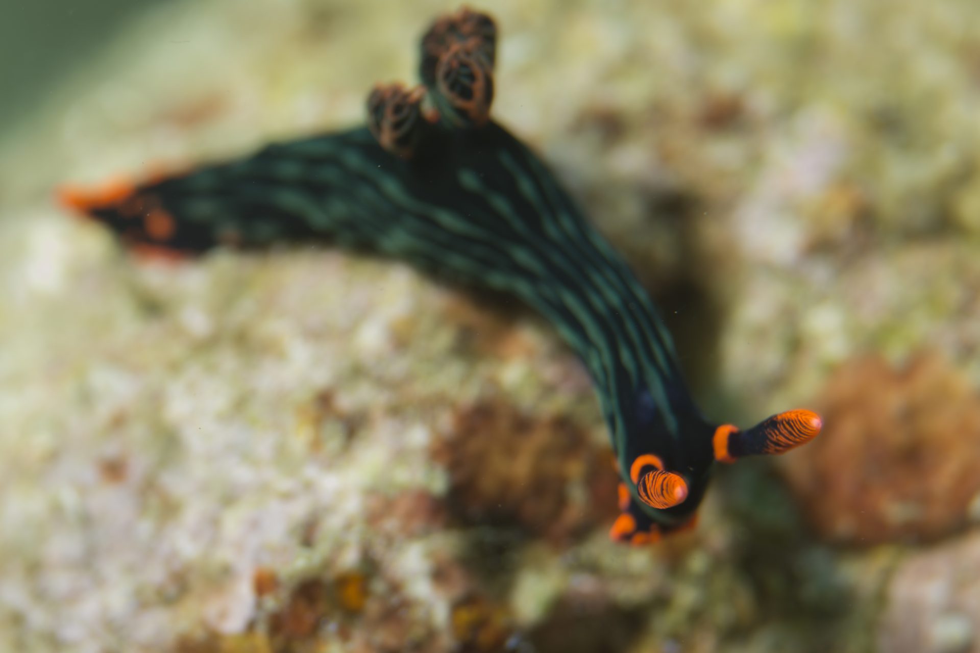 Neon slug (Nembrotha kubaryana)