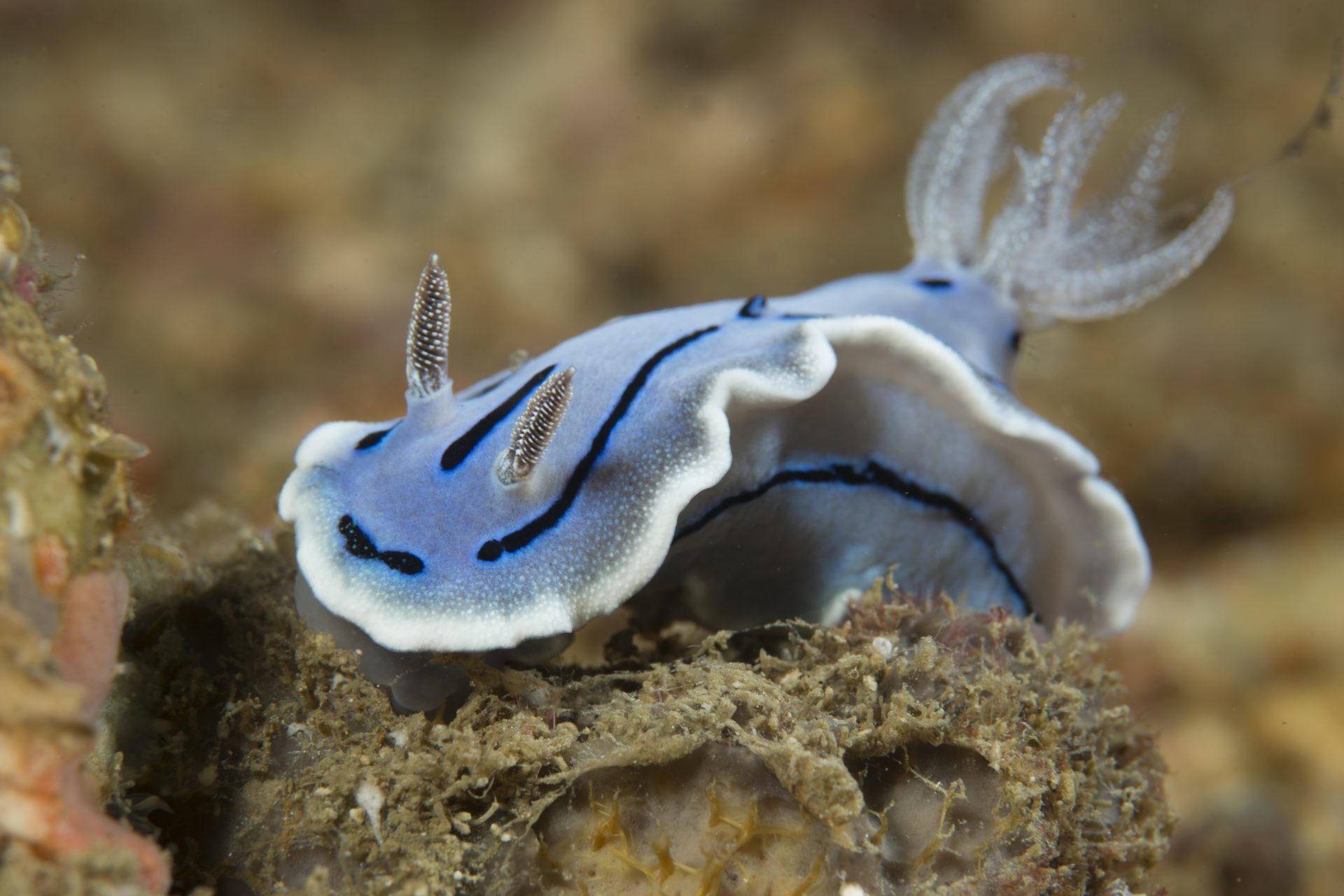 Azore sea slug