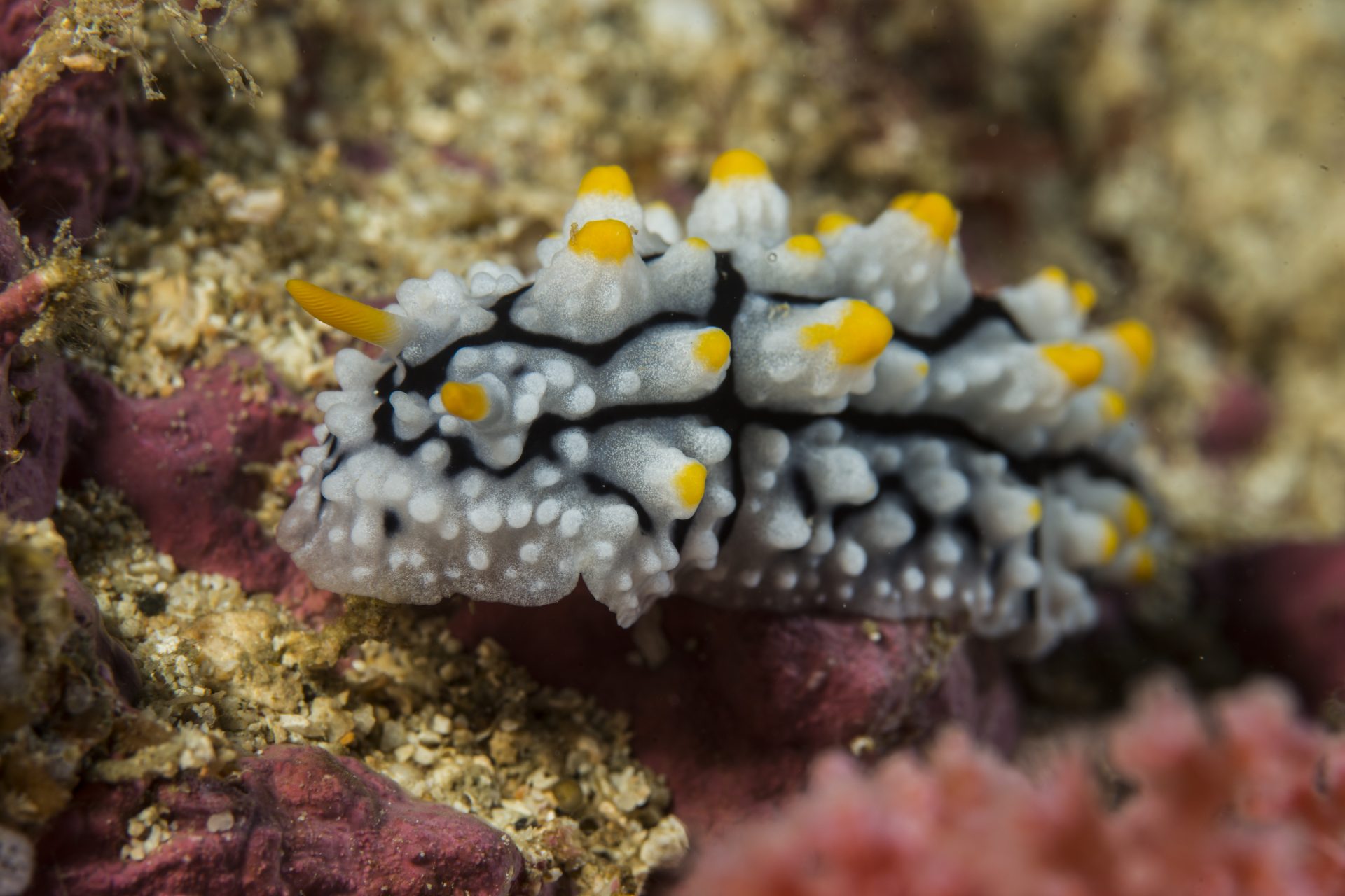 Elegant slug (Phyllidia elegans)