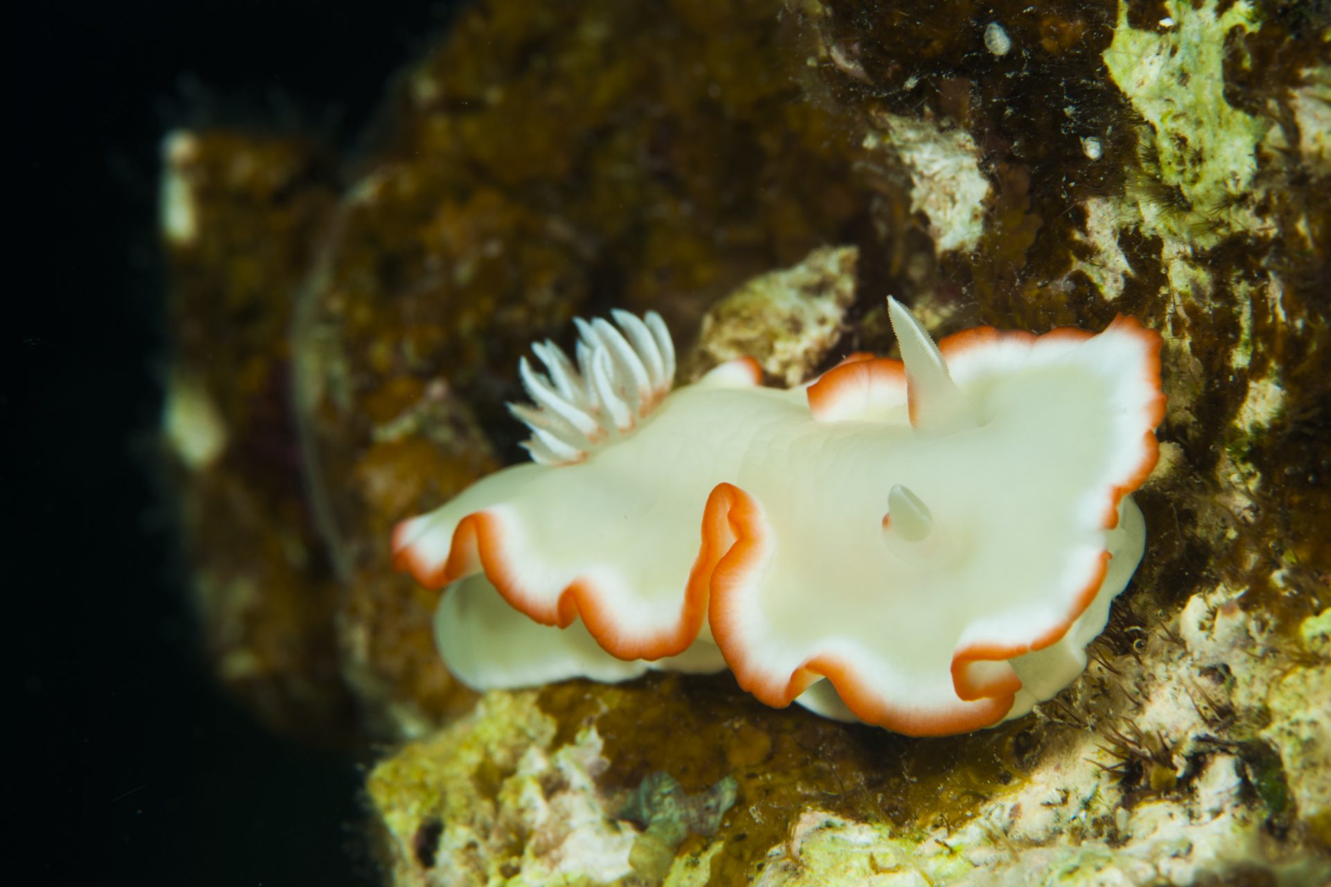 Meringue sea slug