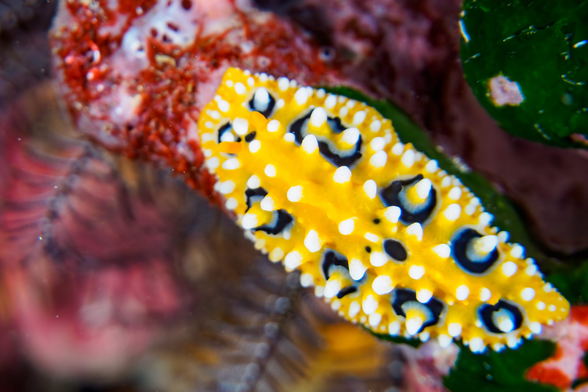 Yellow sea slug (Phyllidia ocellata)