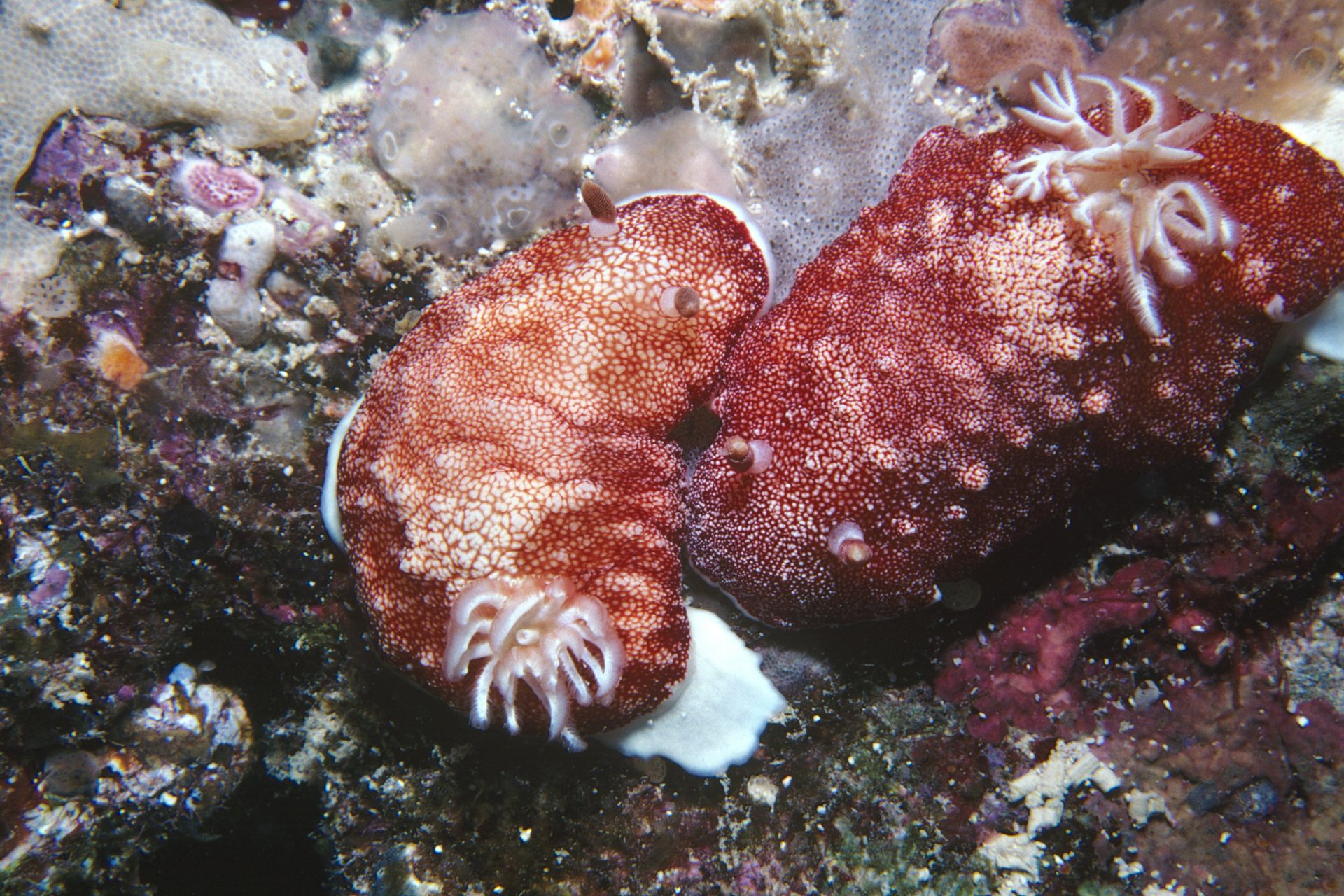 Chilean sea slug (Goniobranchus reticulatus)