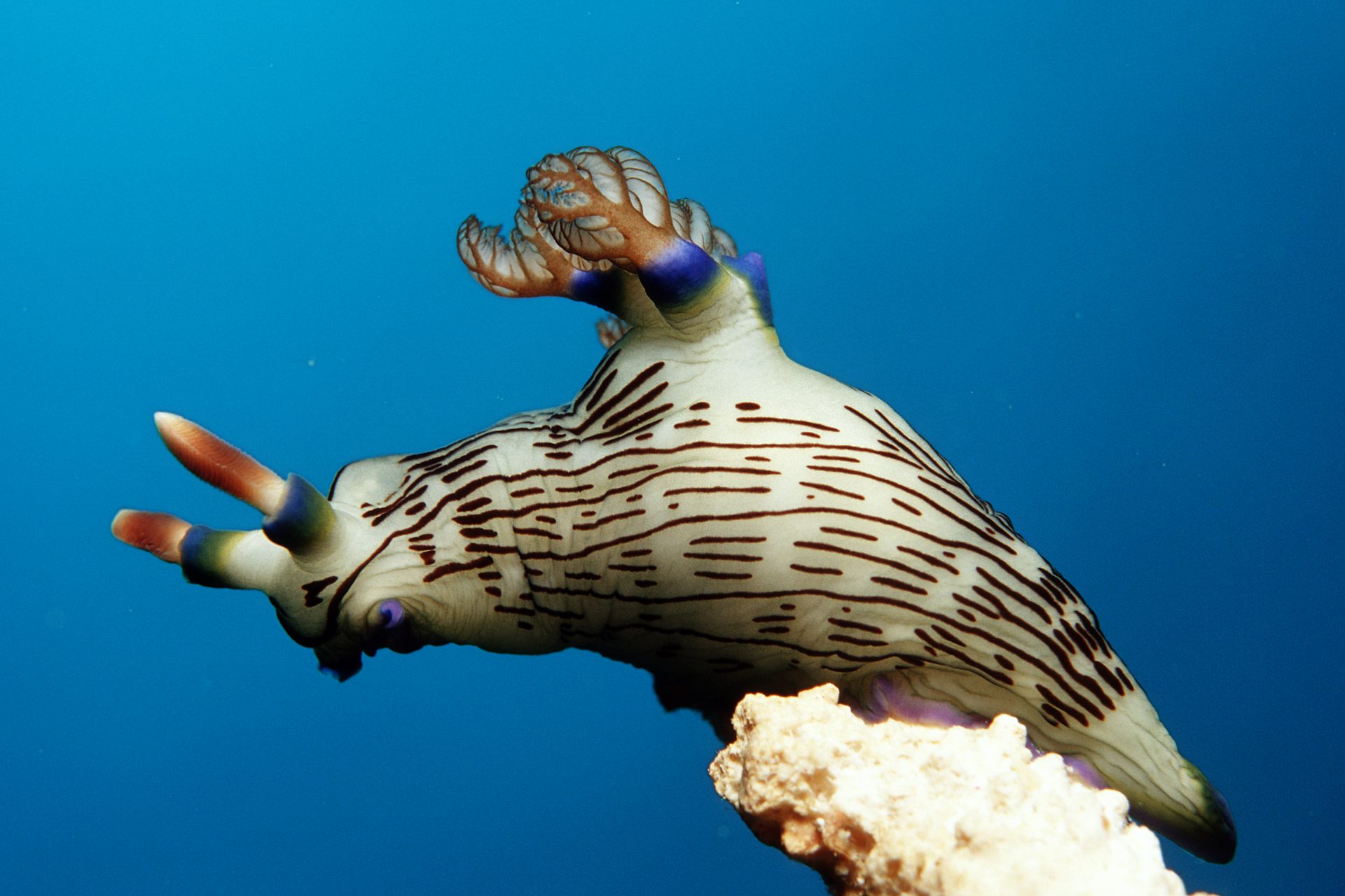 Black-striped sea slug (Nembrotha lineolata)