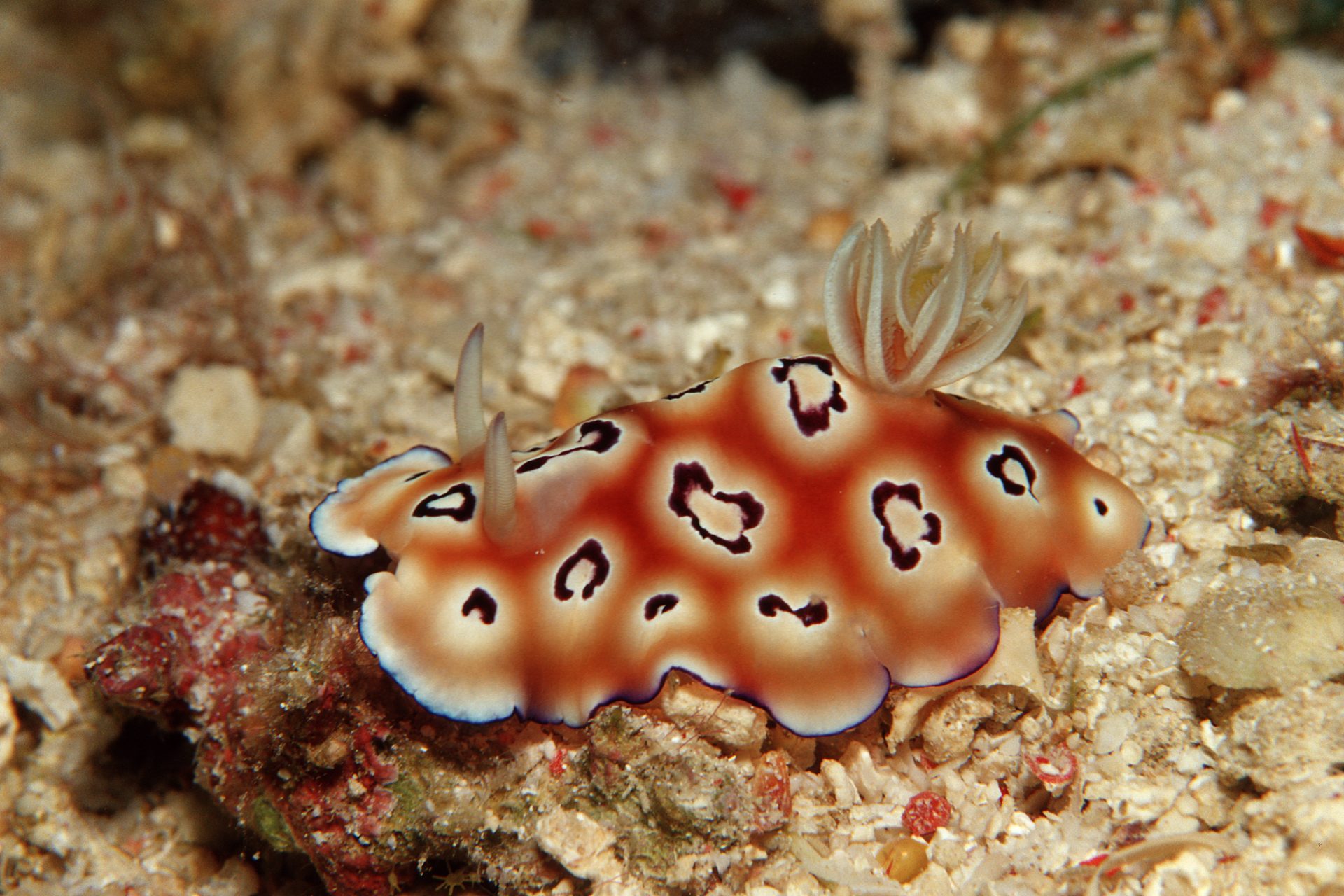 Leopard slug (Goniobranchus leopardus)