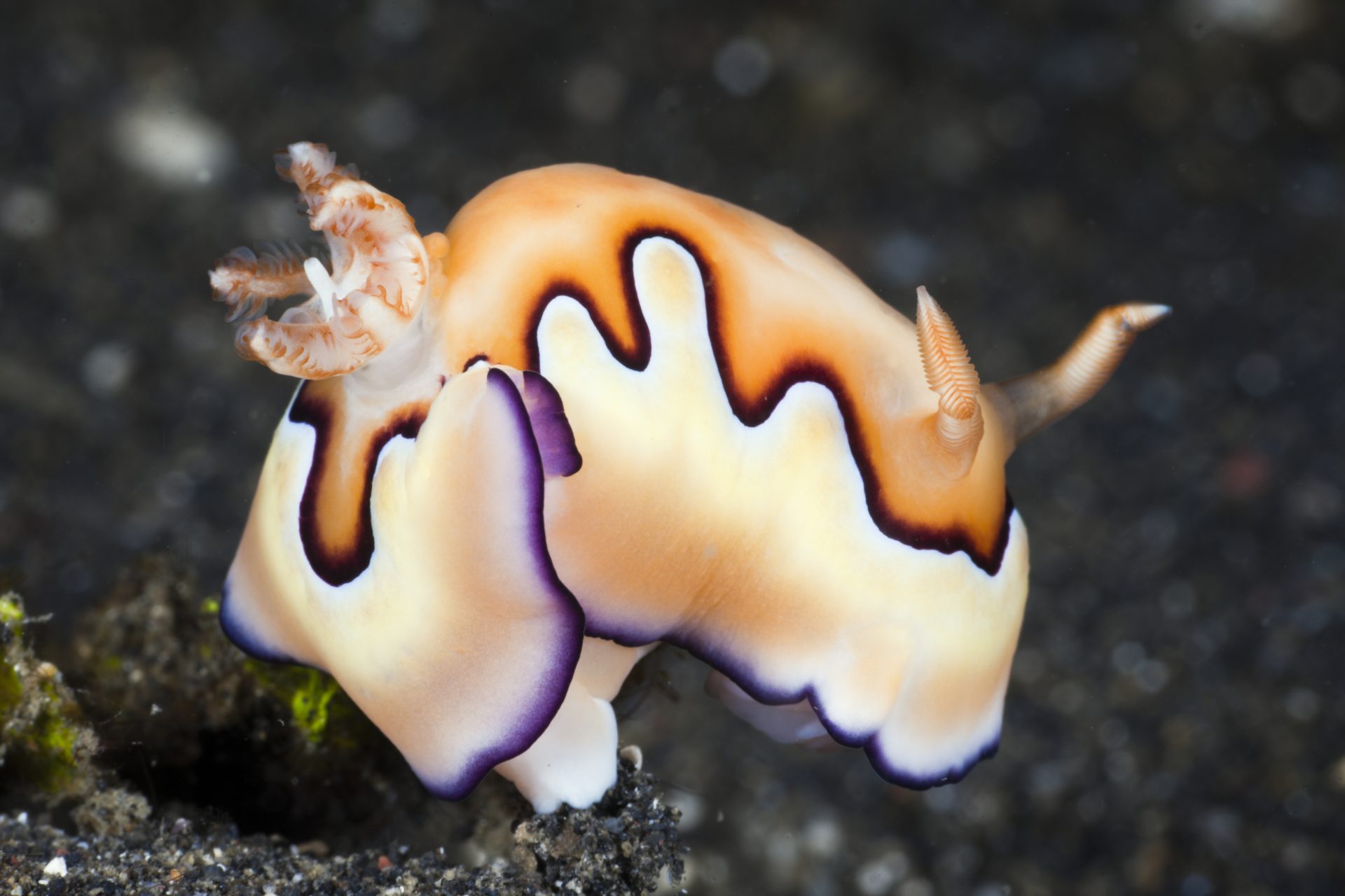 White-banded sea slug (Goniobranchus coi)