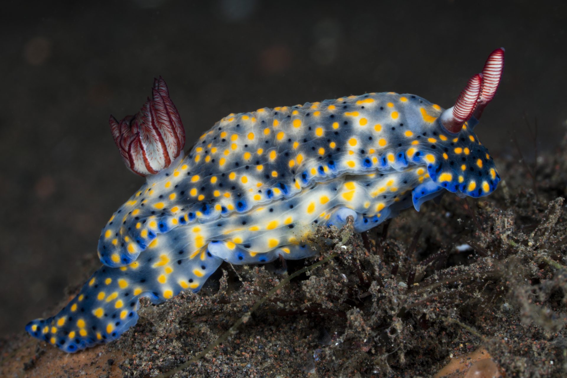 Starry sea slug (Doriprismatica stellata)