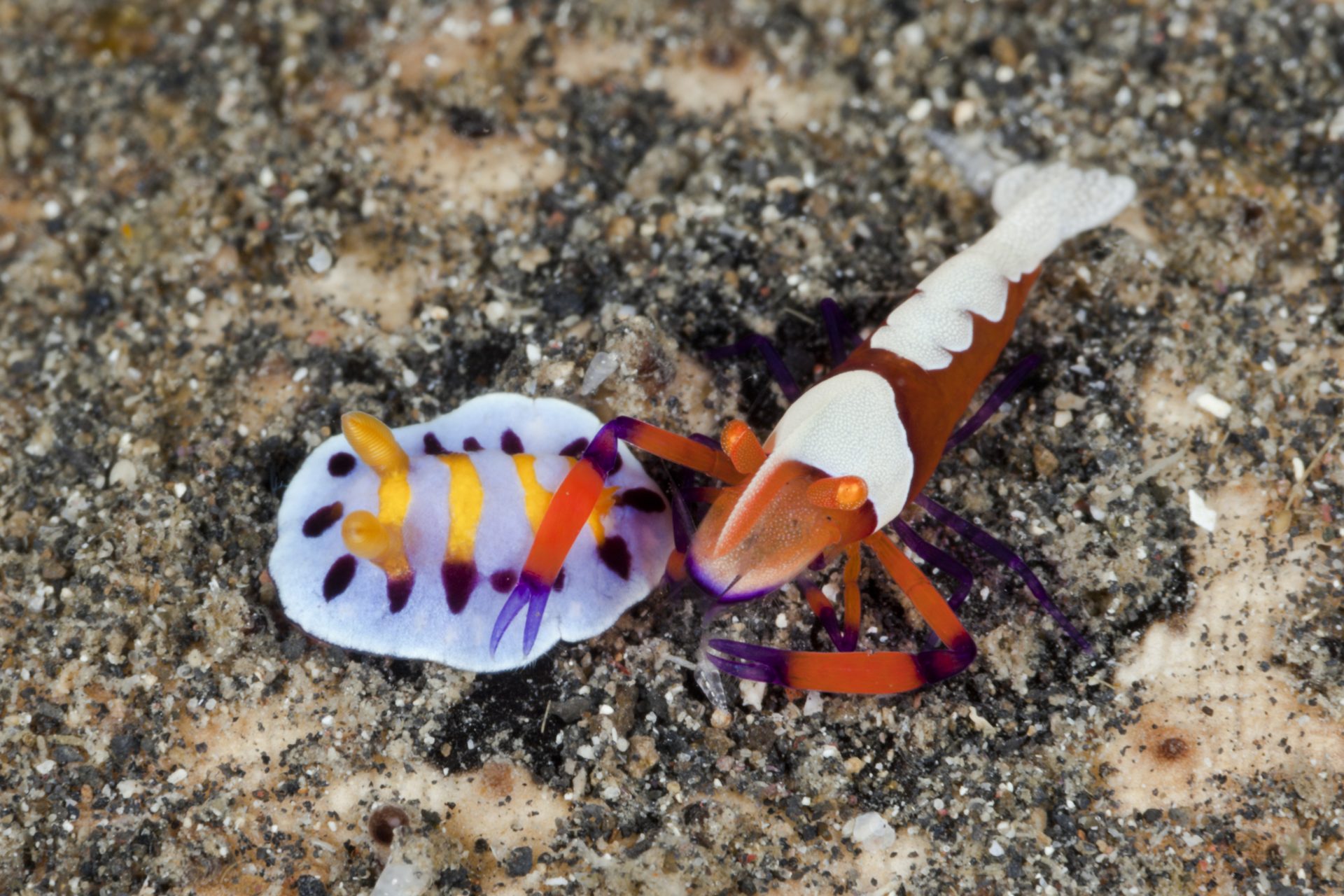 Sea slug and emperor shrimp