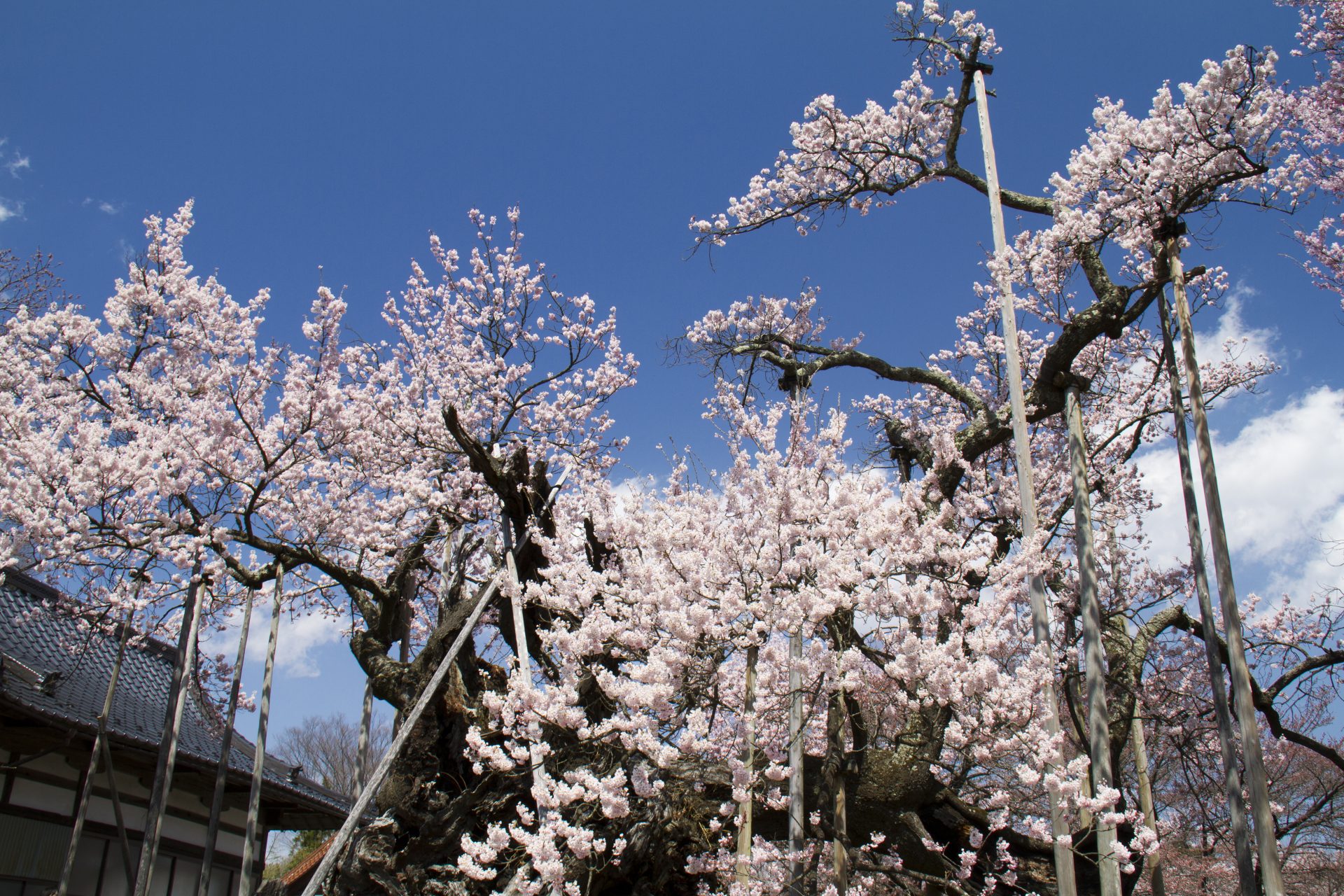 Yamataka Jindai Sakura in Yamanashi Prefecture