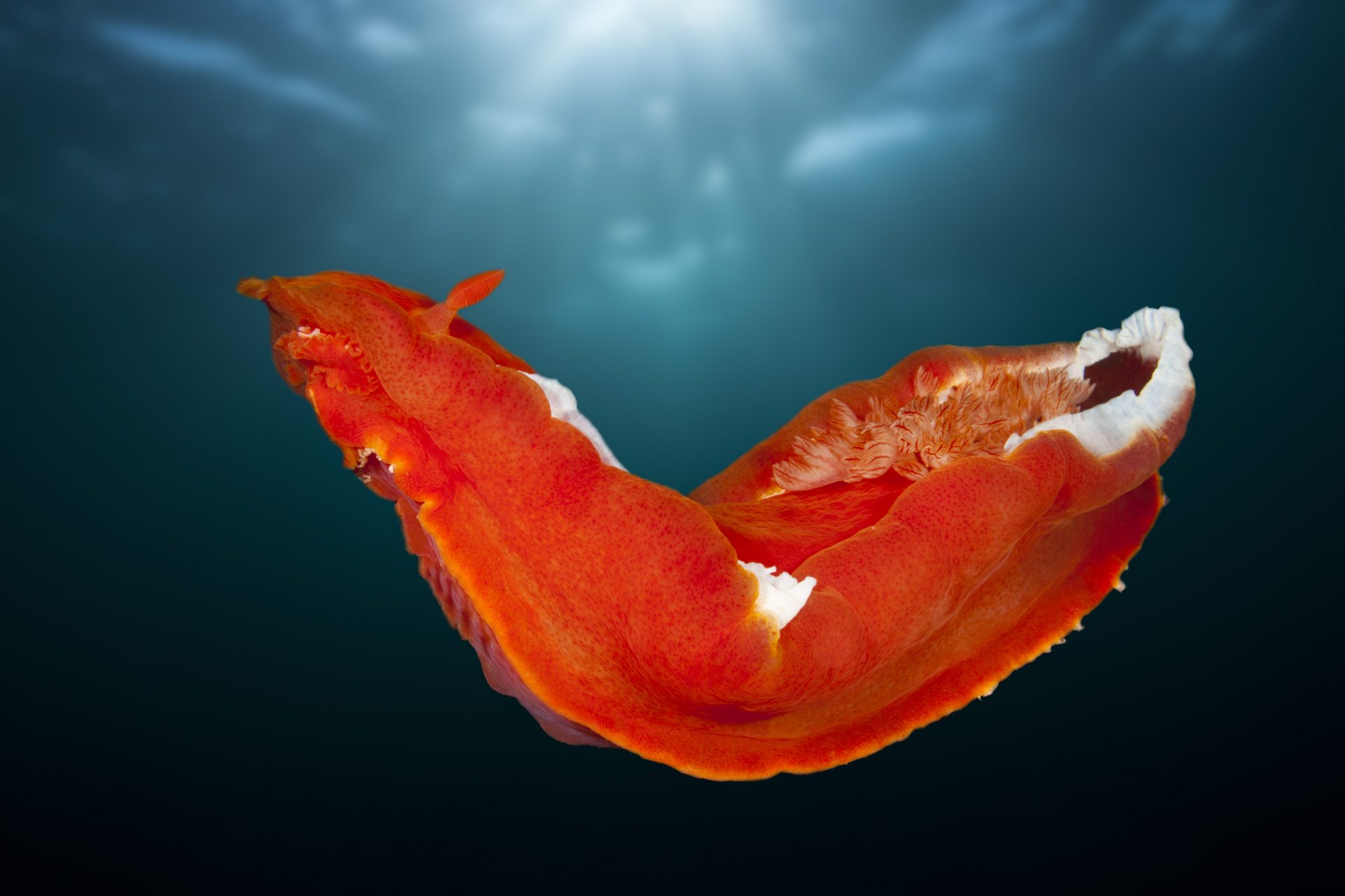 Spanish Dancer nudibranch (Mikado sea slug)