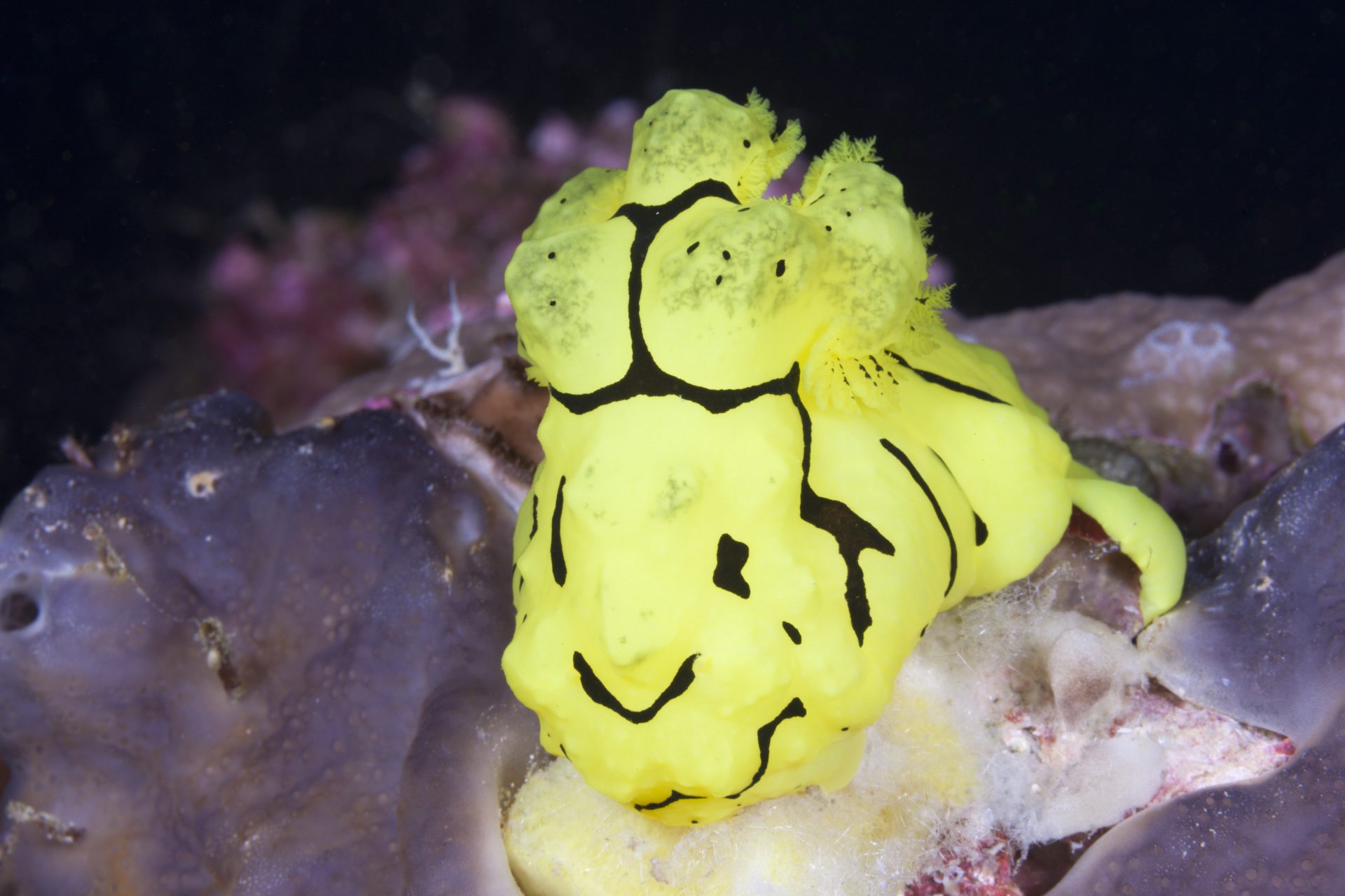 Yellow tiger sea slug (Notodoris minor)