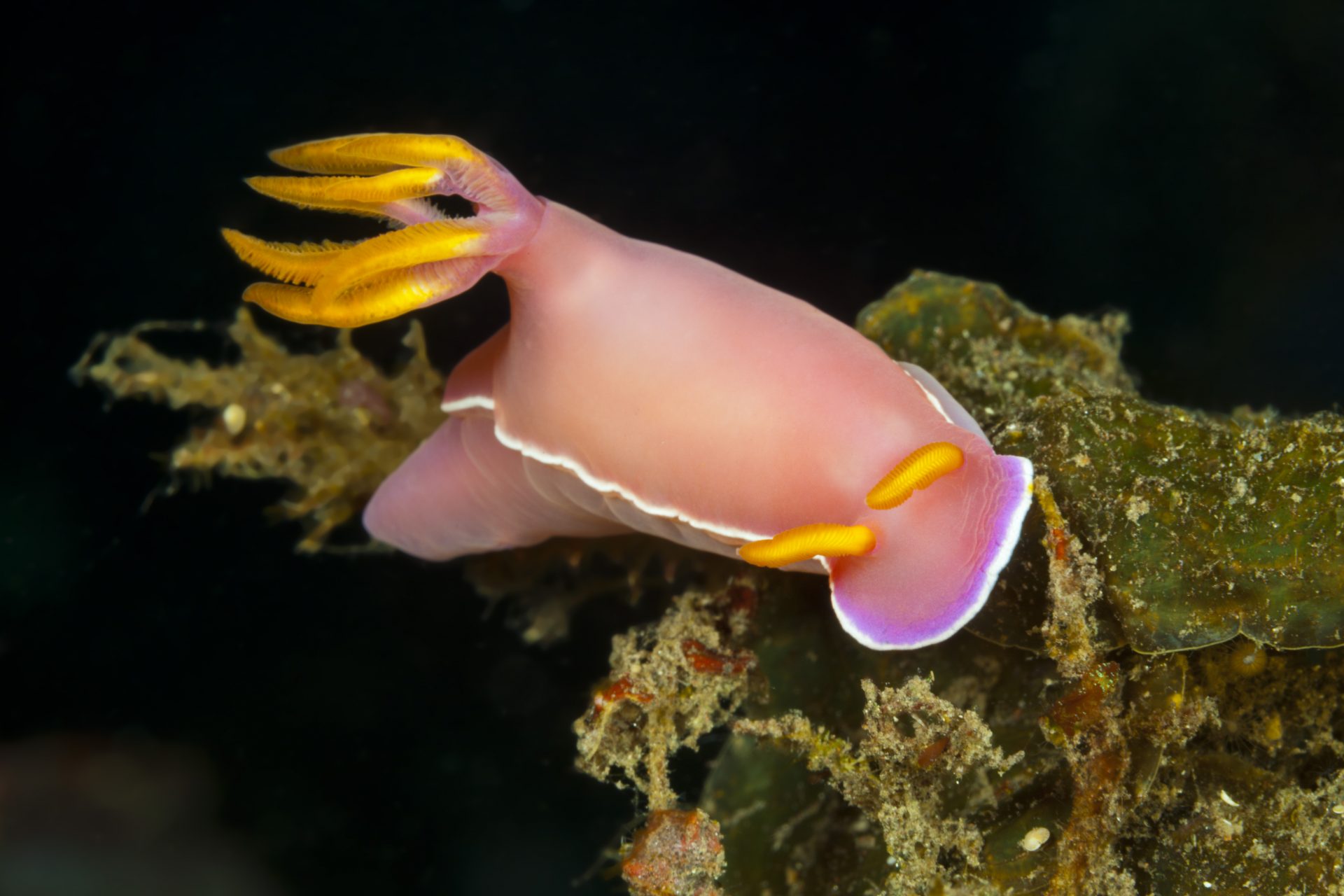 Elephant / Pink sea slug (Felimida purpurea)