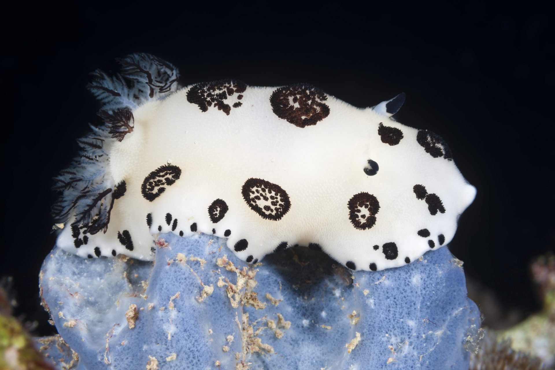 Black and white nudibranch (Spotted sea slug)