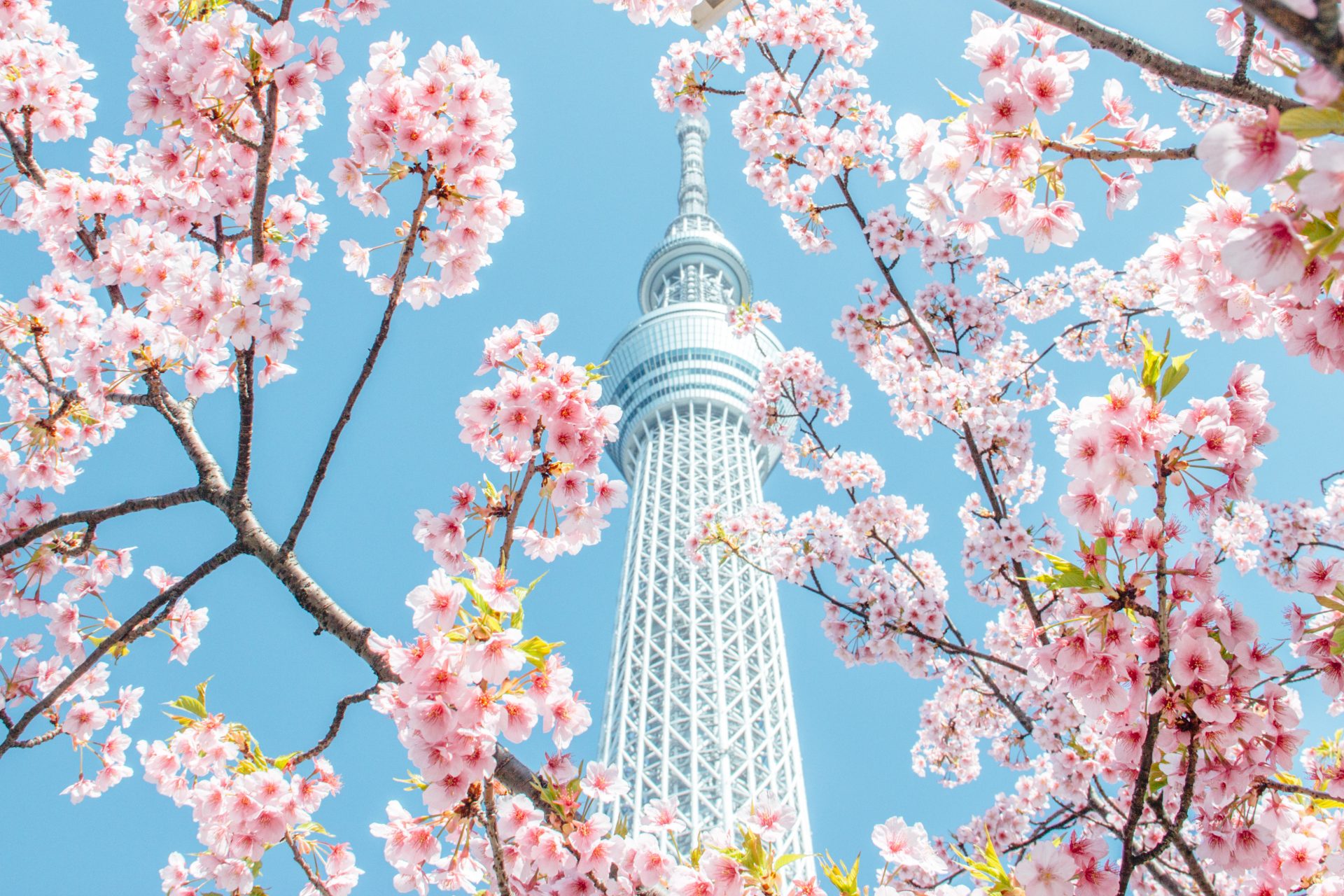Where to see the most beautiful cherry blossoms in Japan