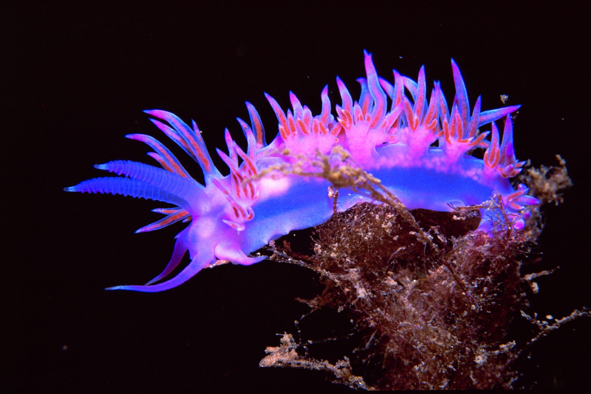 Sakishima sea slug (Flabellina affinis)