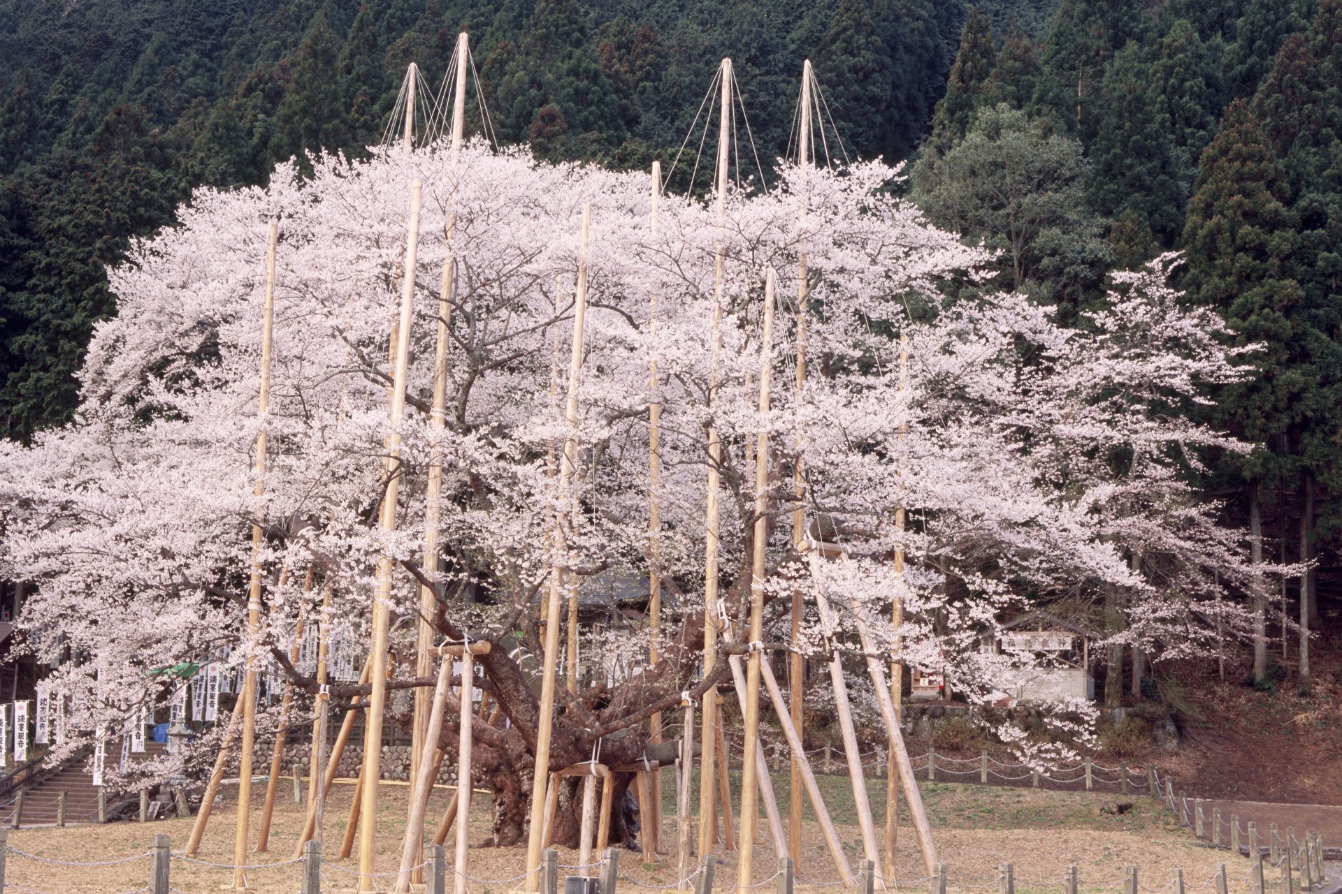 Neodani Usuzumi Sakura in Gifu Prefecture