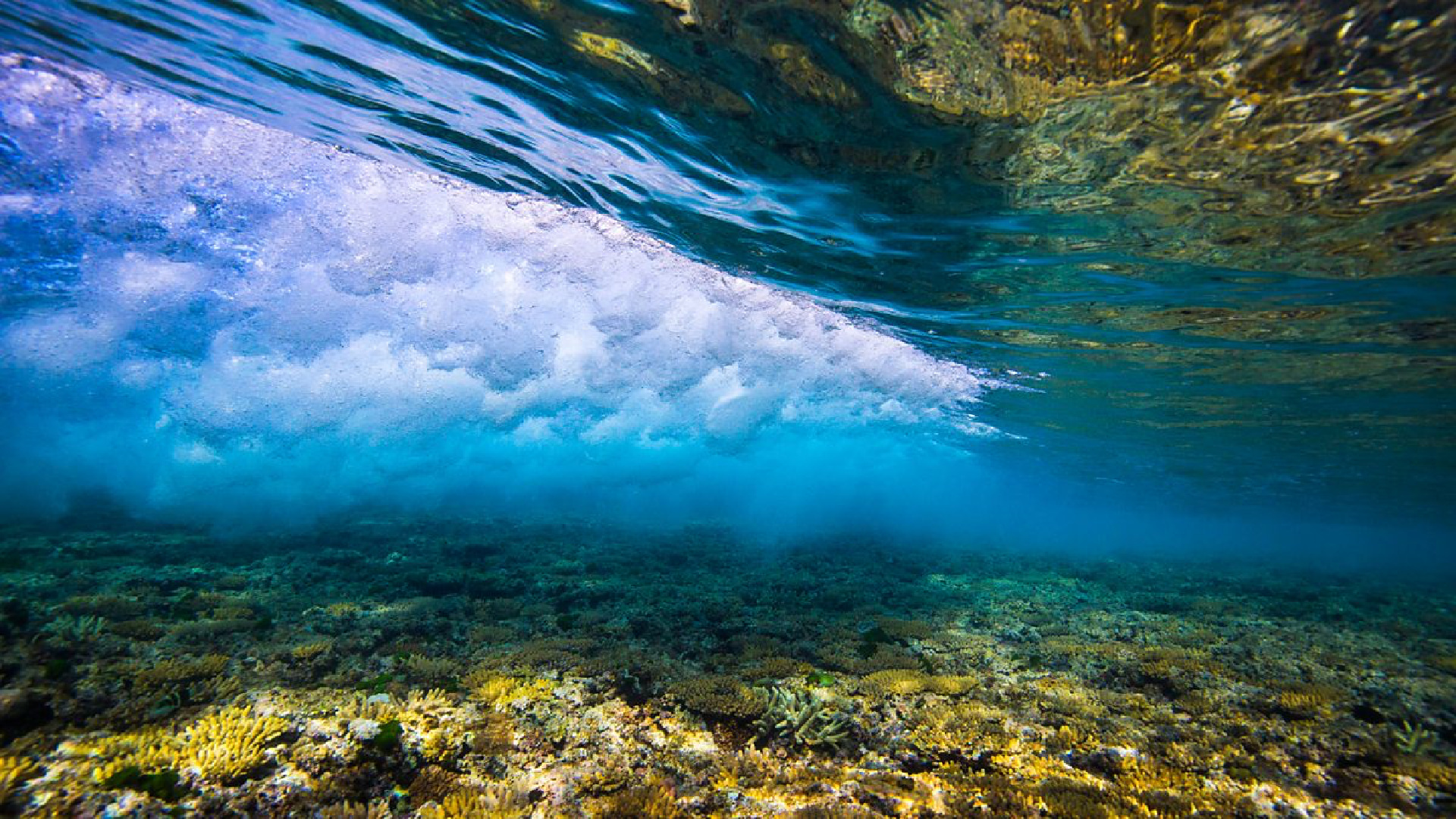 Das Great Barrier Reef