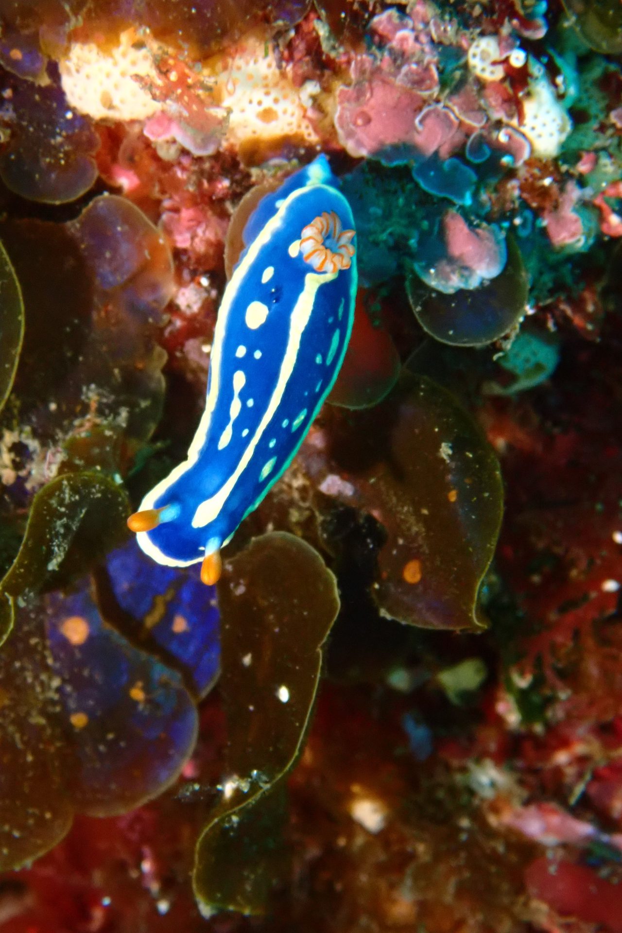 Green sea slug