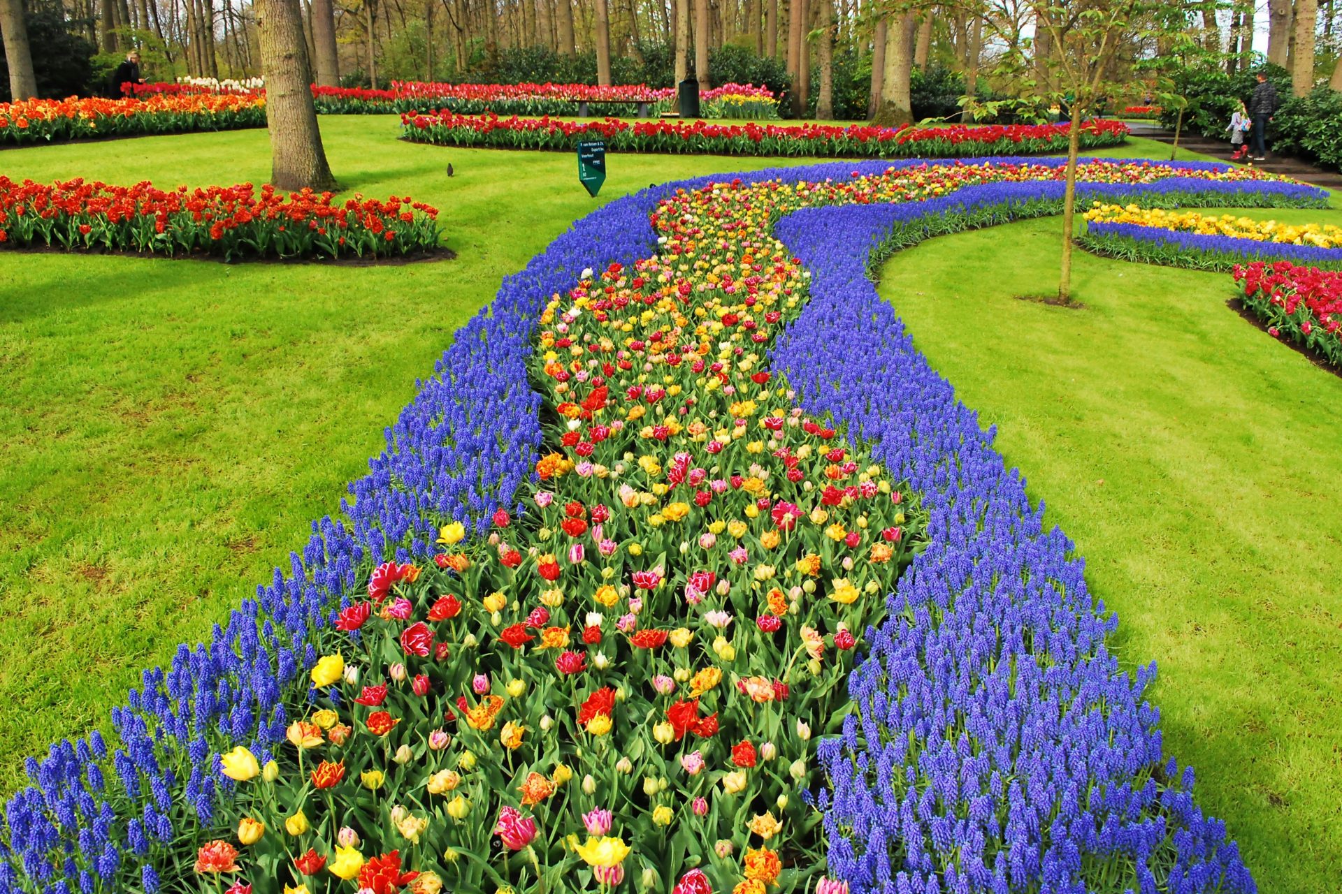 Les champs de tulipes aux Pays-Bas