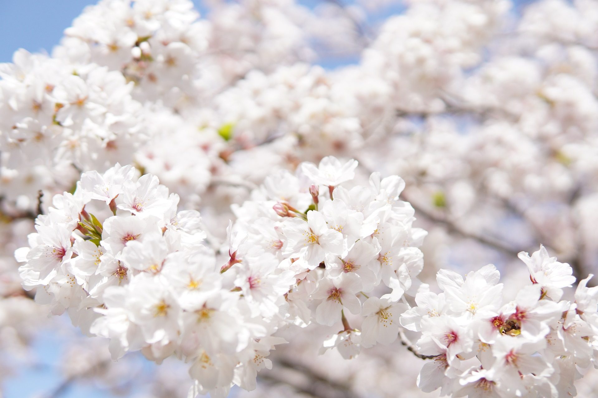 Three Great Cherry Blossom Spots of Japan