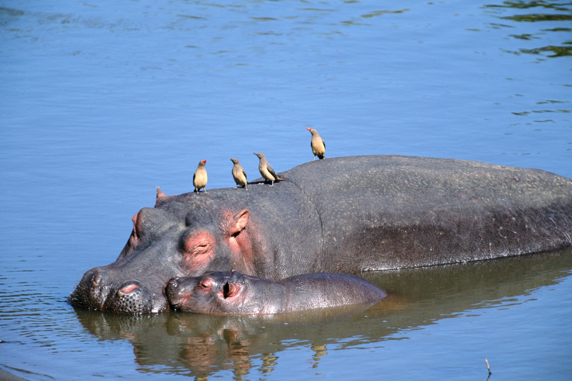 Hippopotamuses