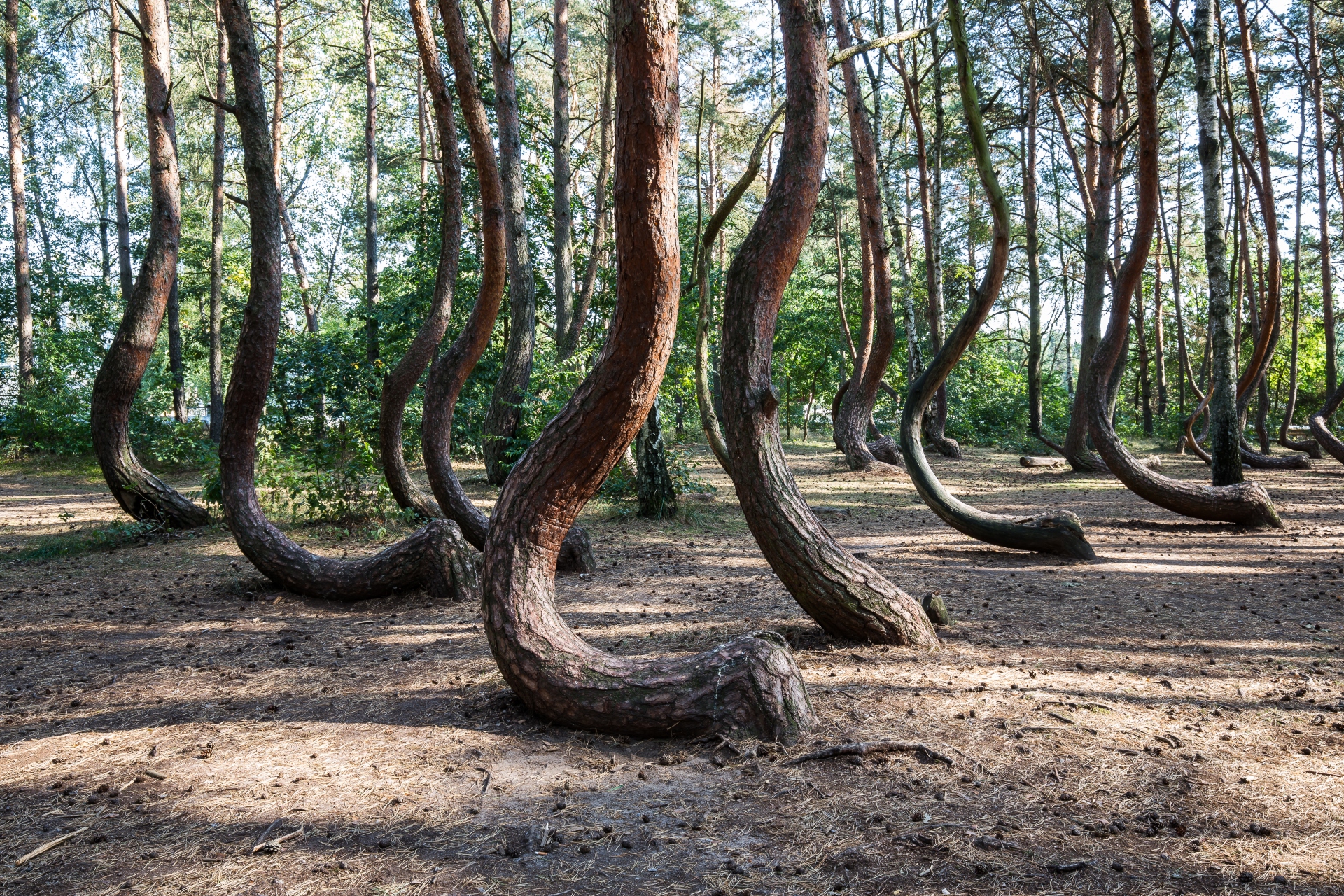 Krummer Wald, Polen