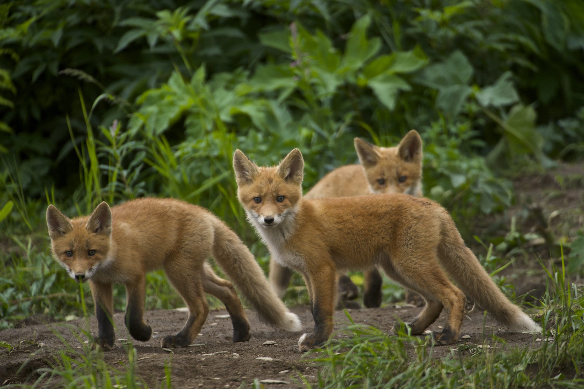 A skulk of foxes