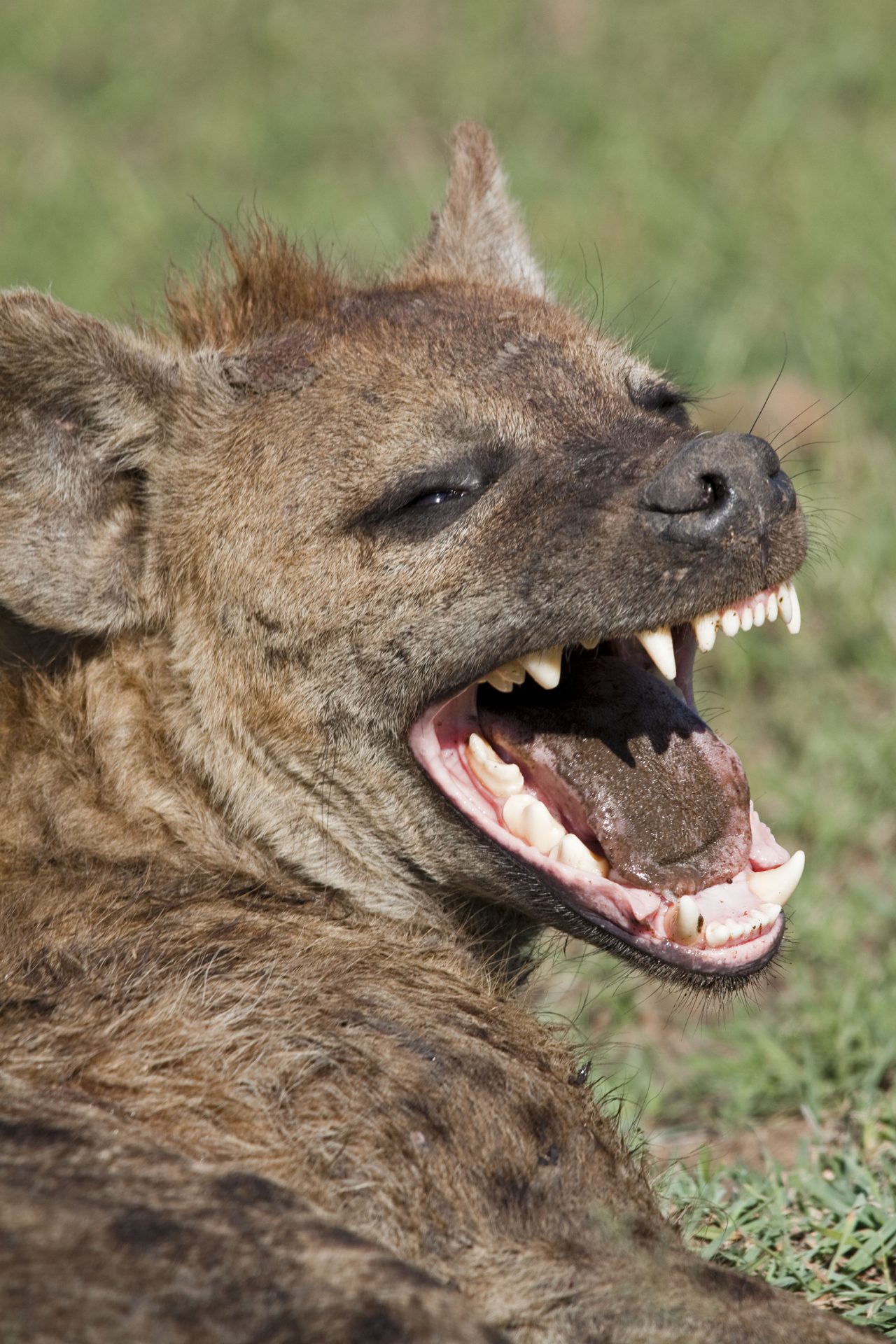 A cackle of hyenas