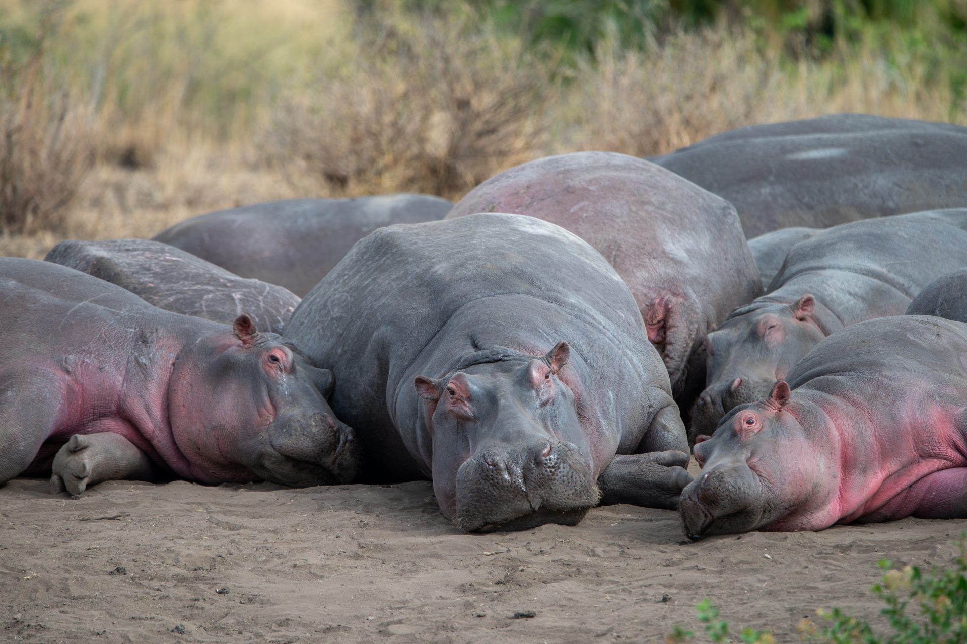 A bloat of hippos