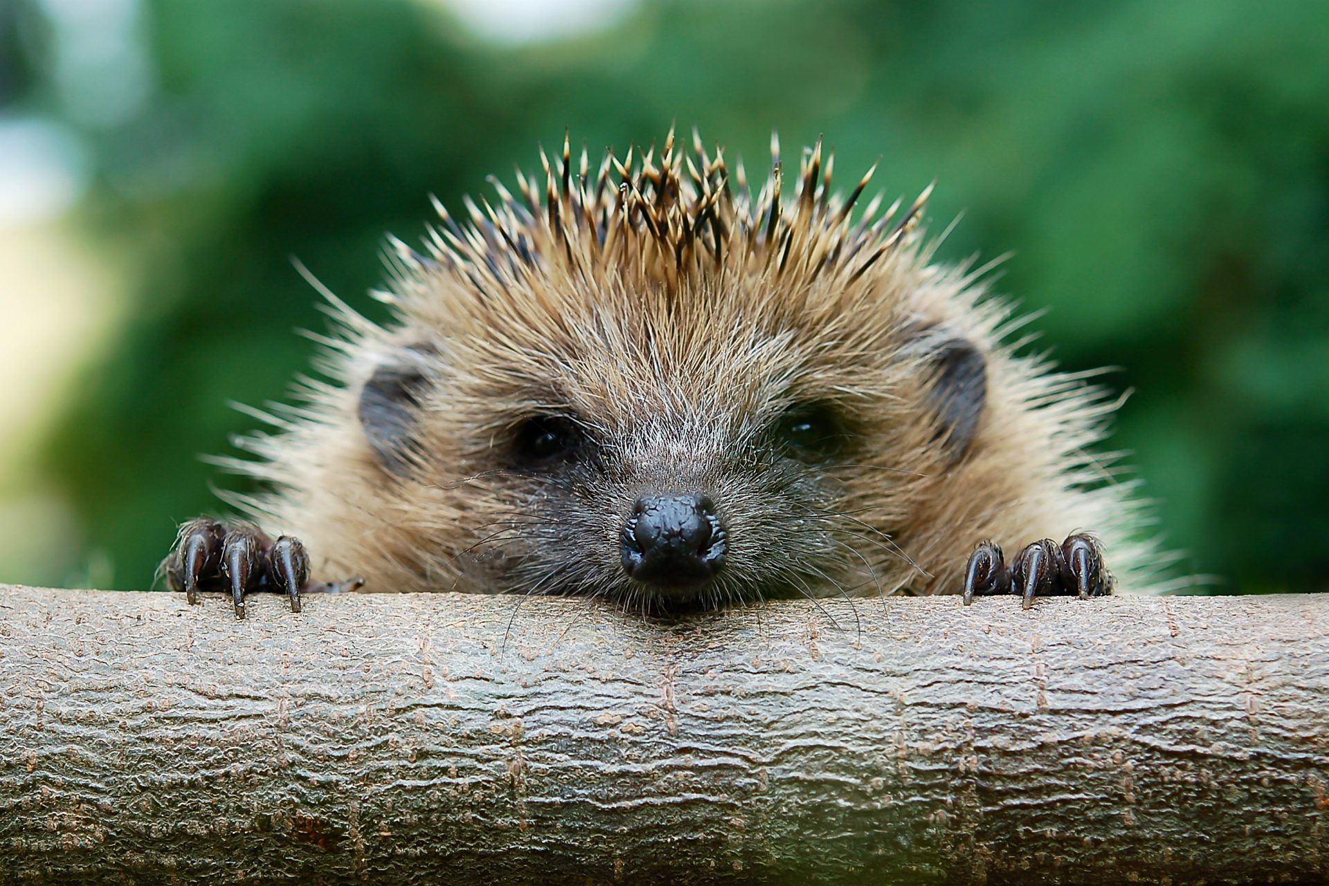 A prickle of hedgehogs (or porcupines!)