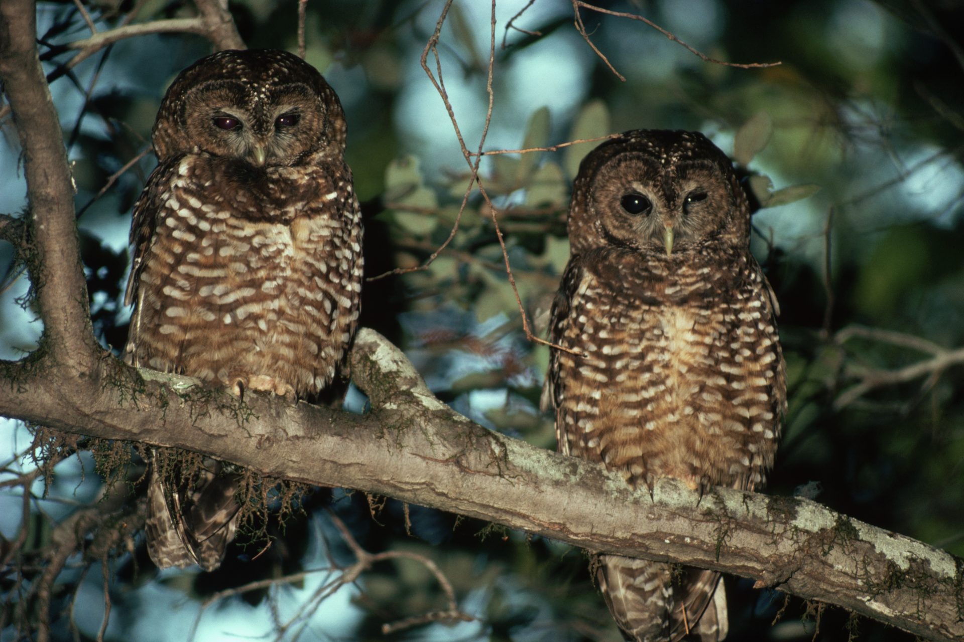 Owls