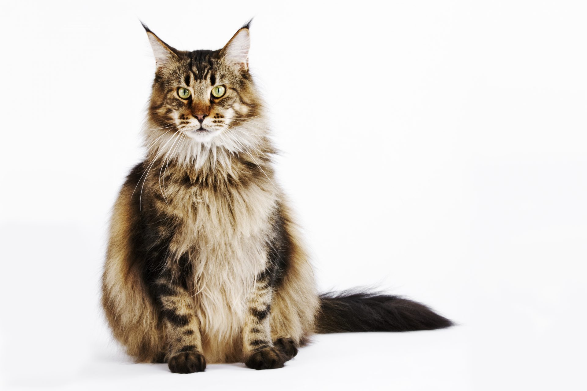 9. Maine Coon