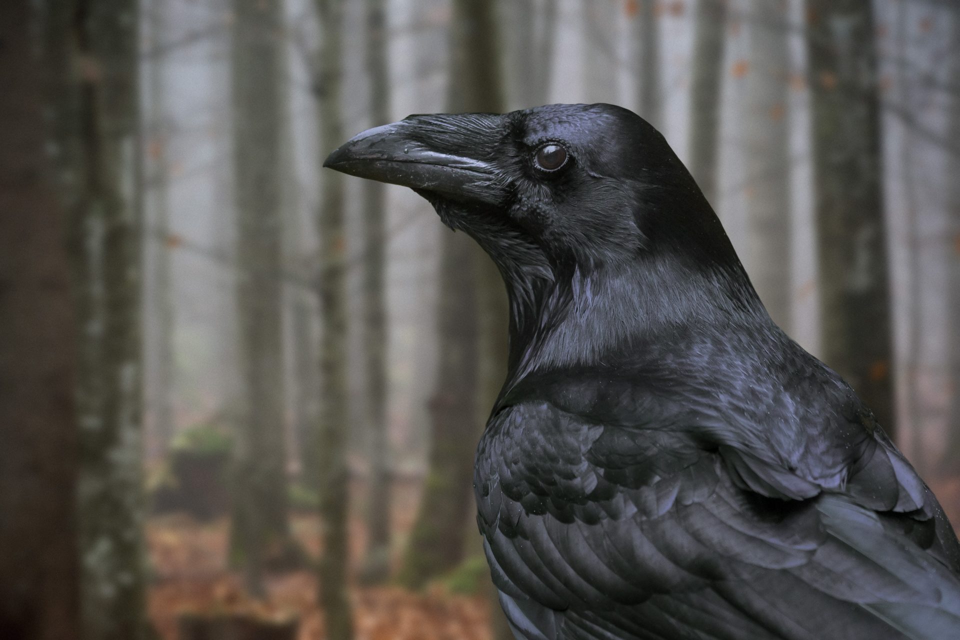 Ravens