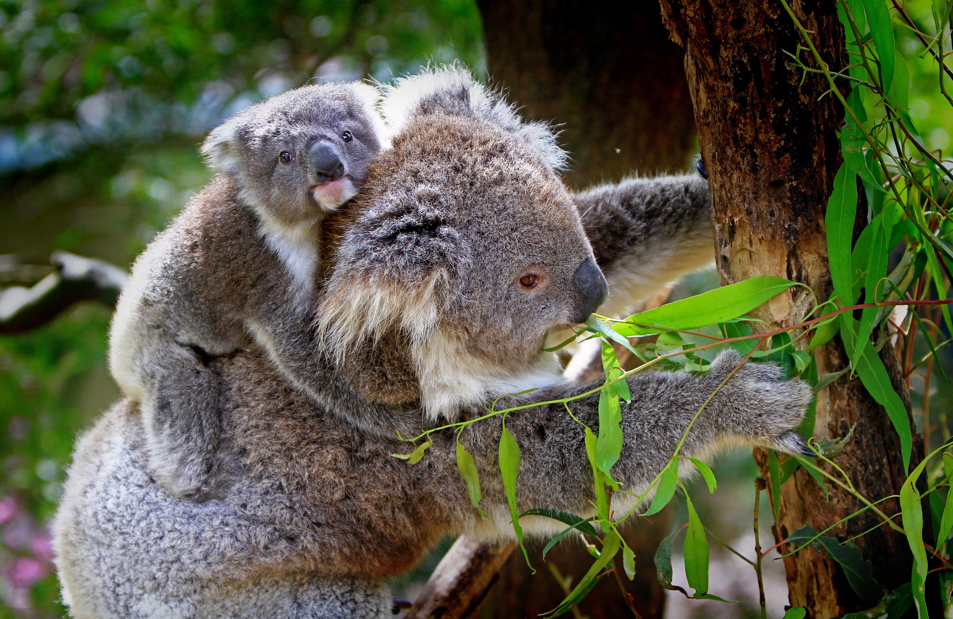 Koalas orejudos
