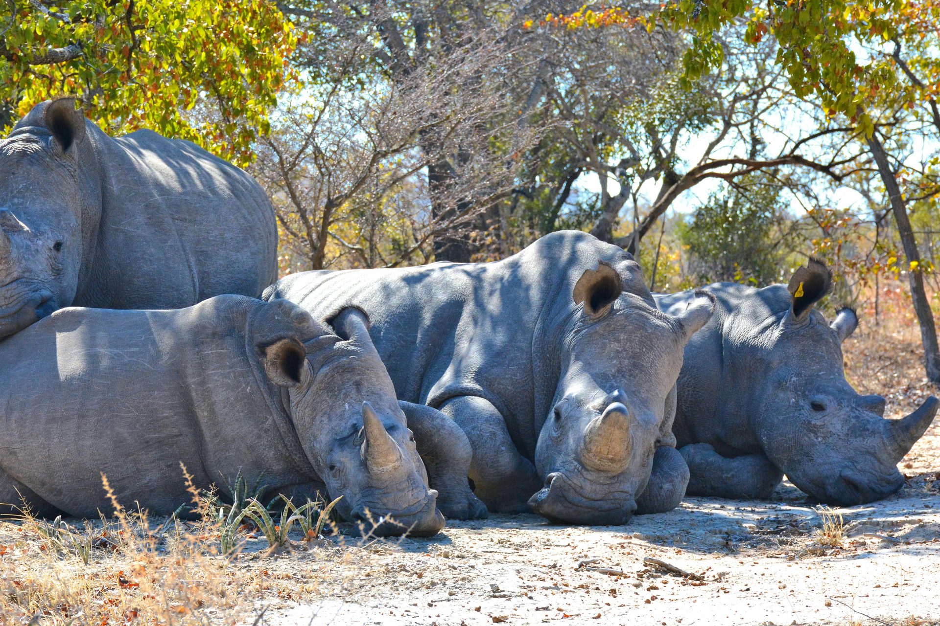 Rhinos