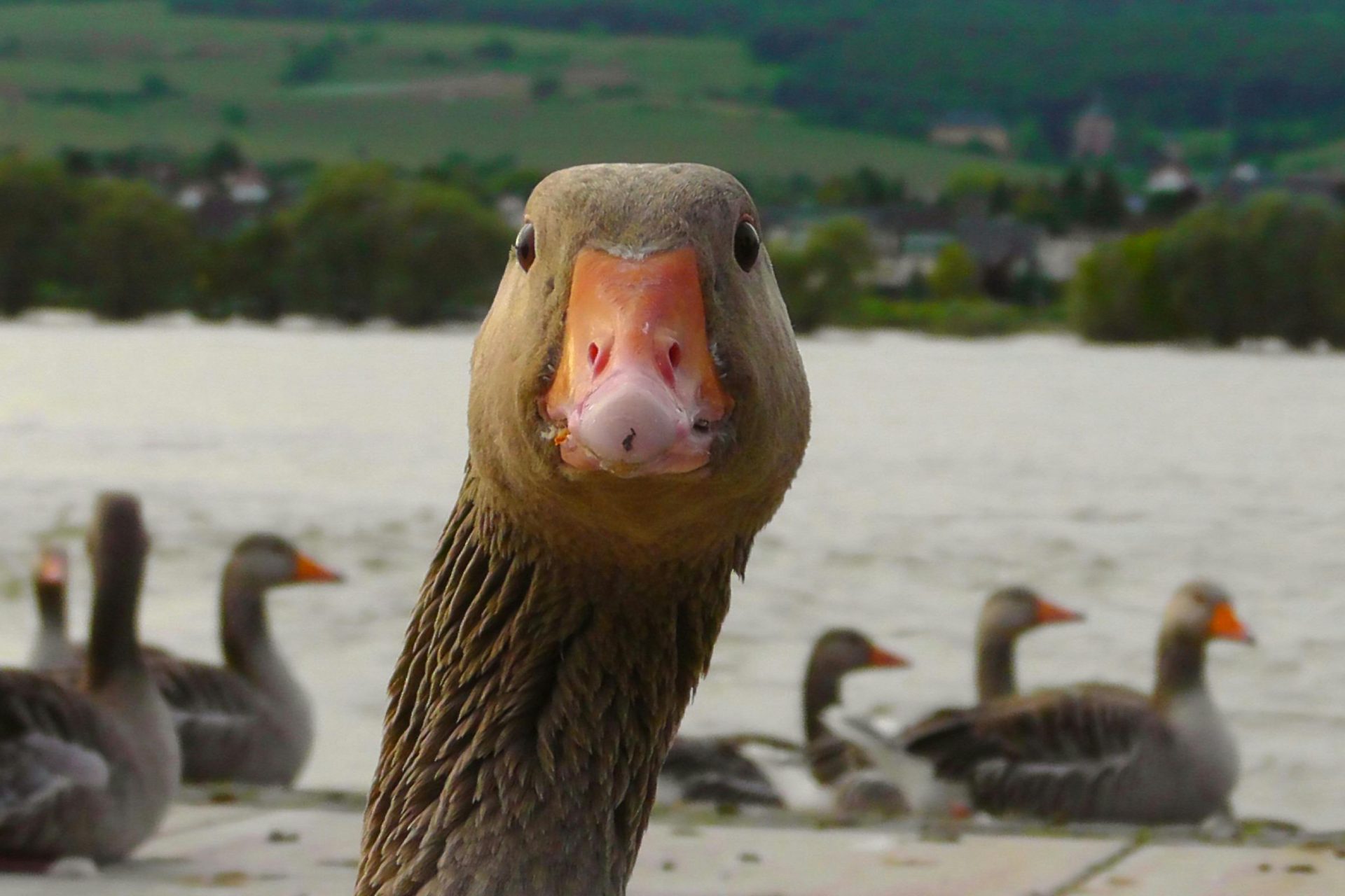 A gaggle of geese