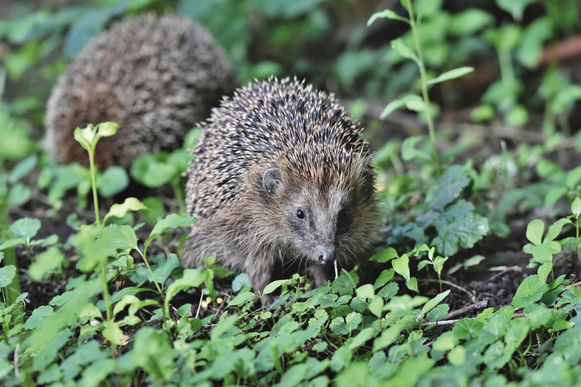 Hedgehogs (and porcupines)